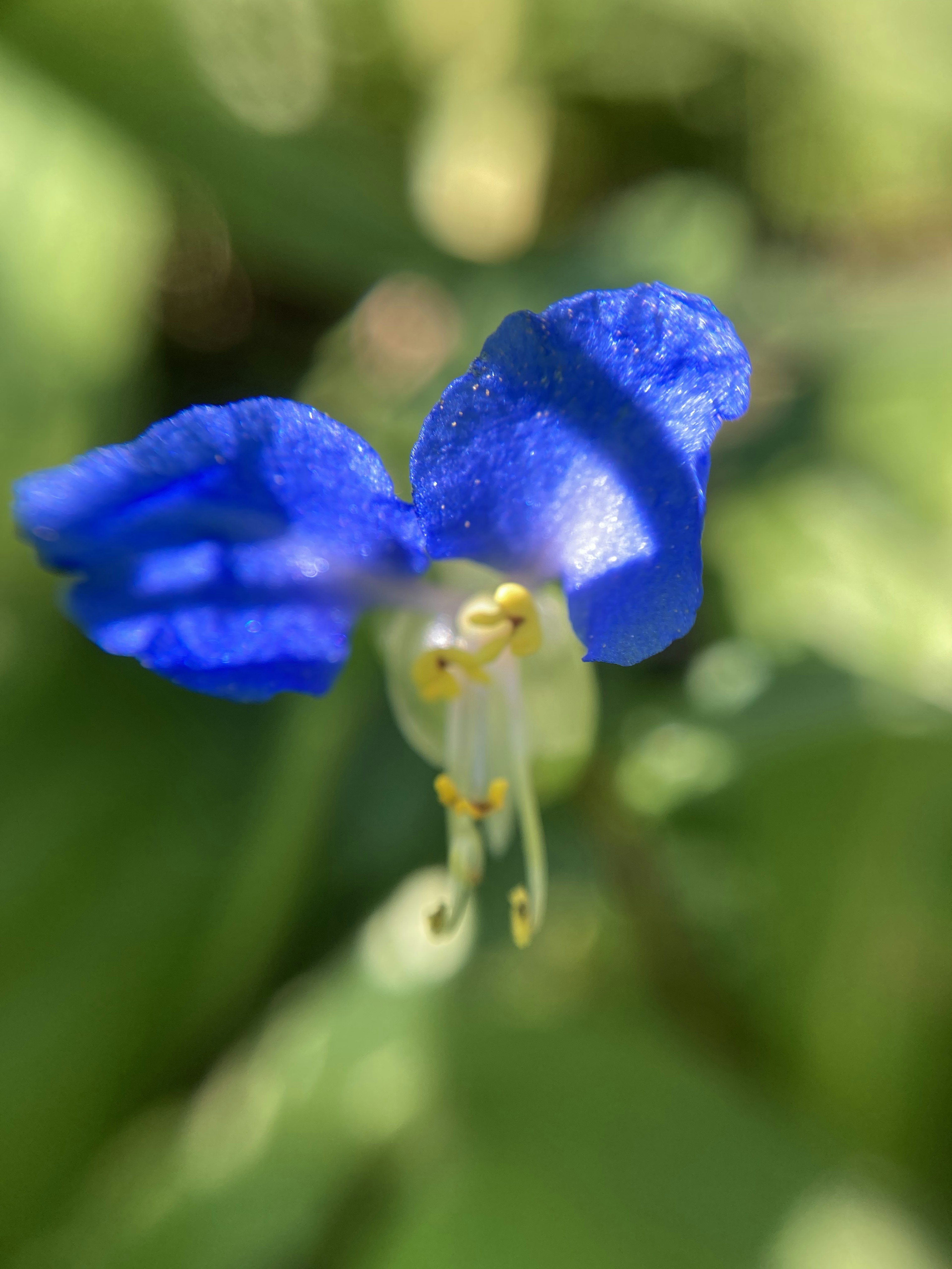 Nahaufnahme einer lebhaften blauen Blume mit gelben Staubblättern