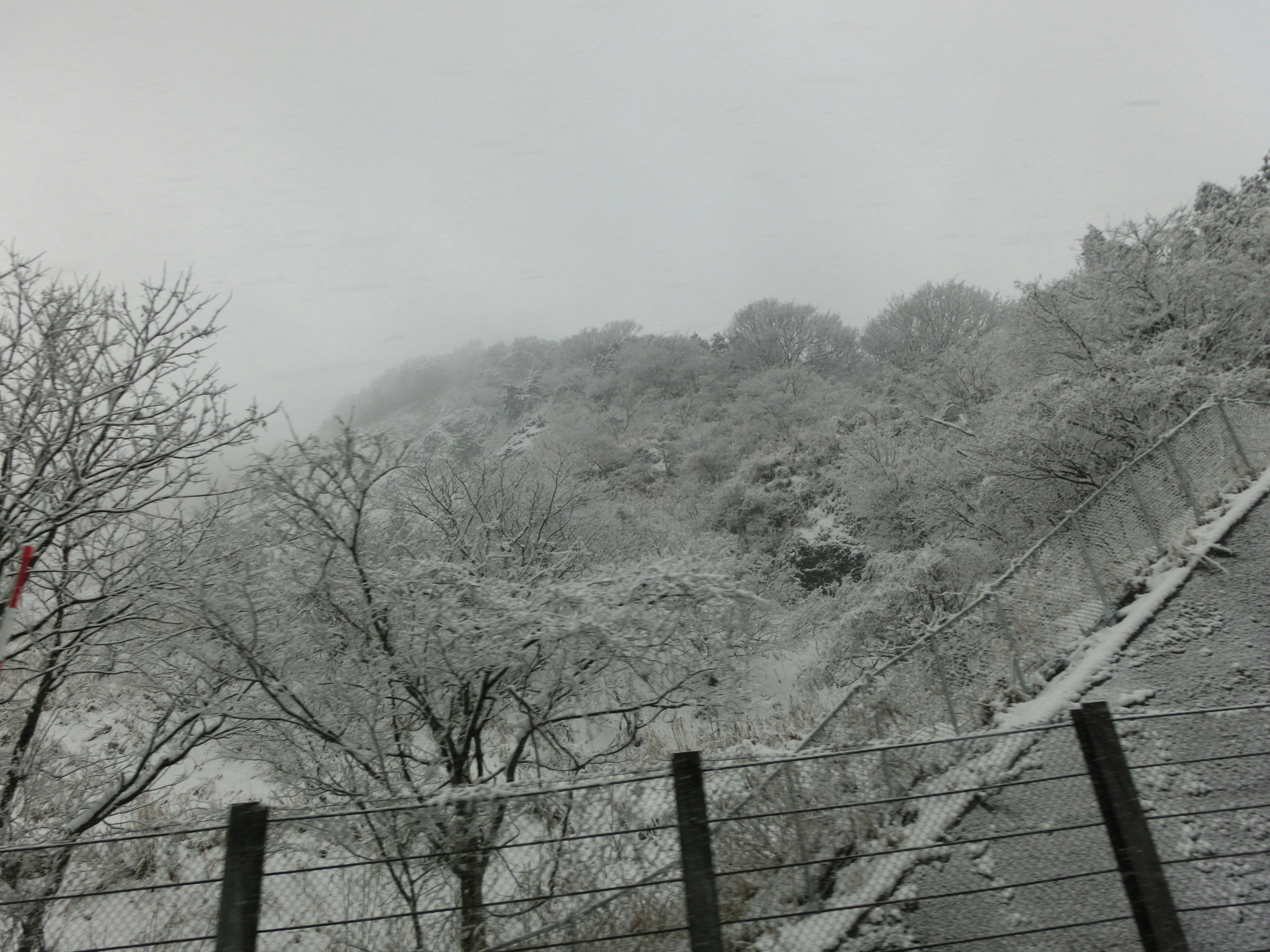 Paesaggio collinare con alberi coperti di neve