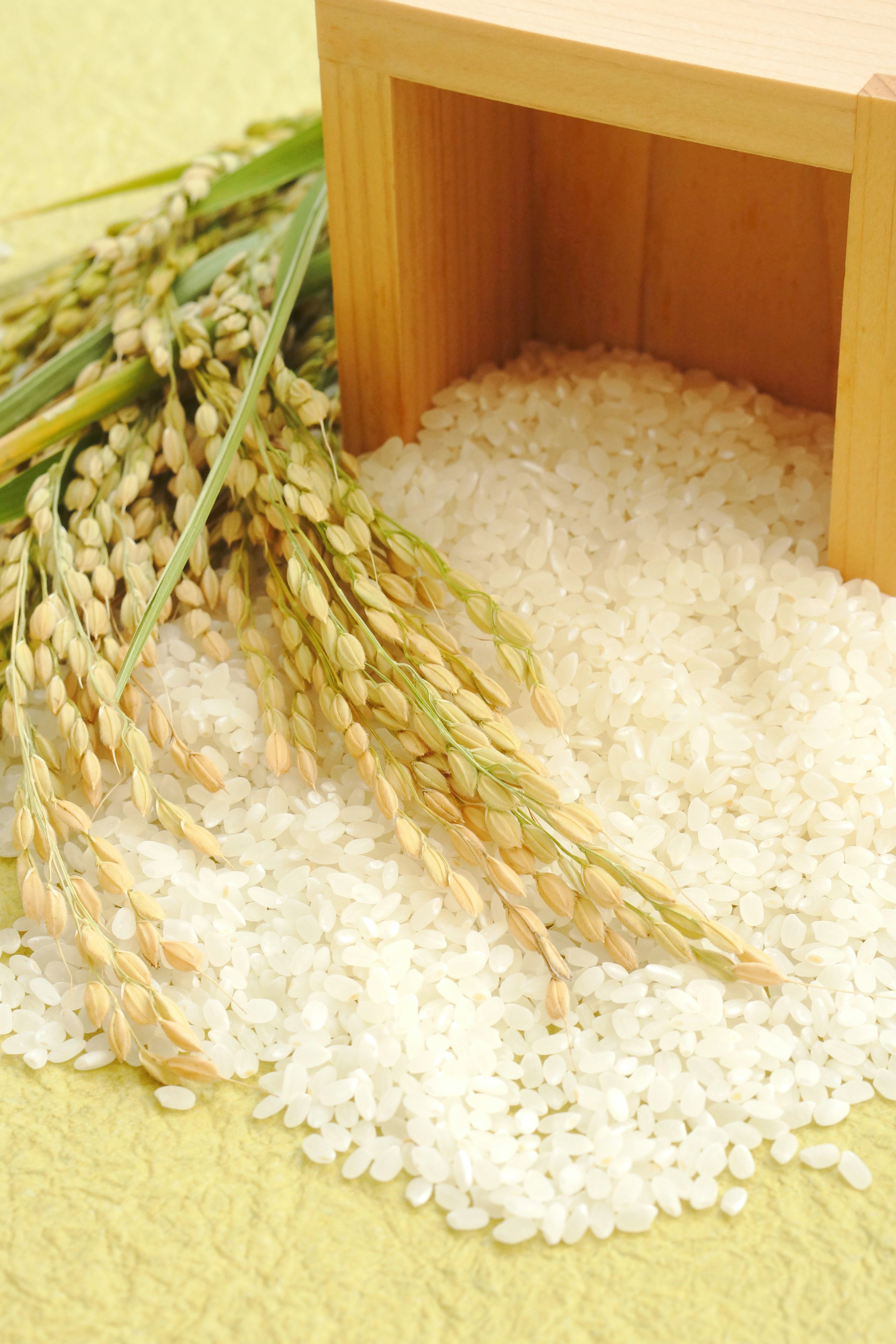 White rice spilling from a wooden box with rice stalks