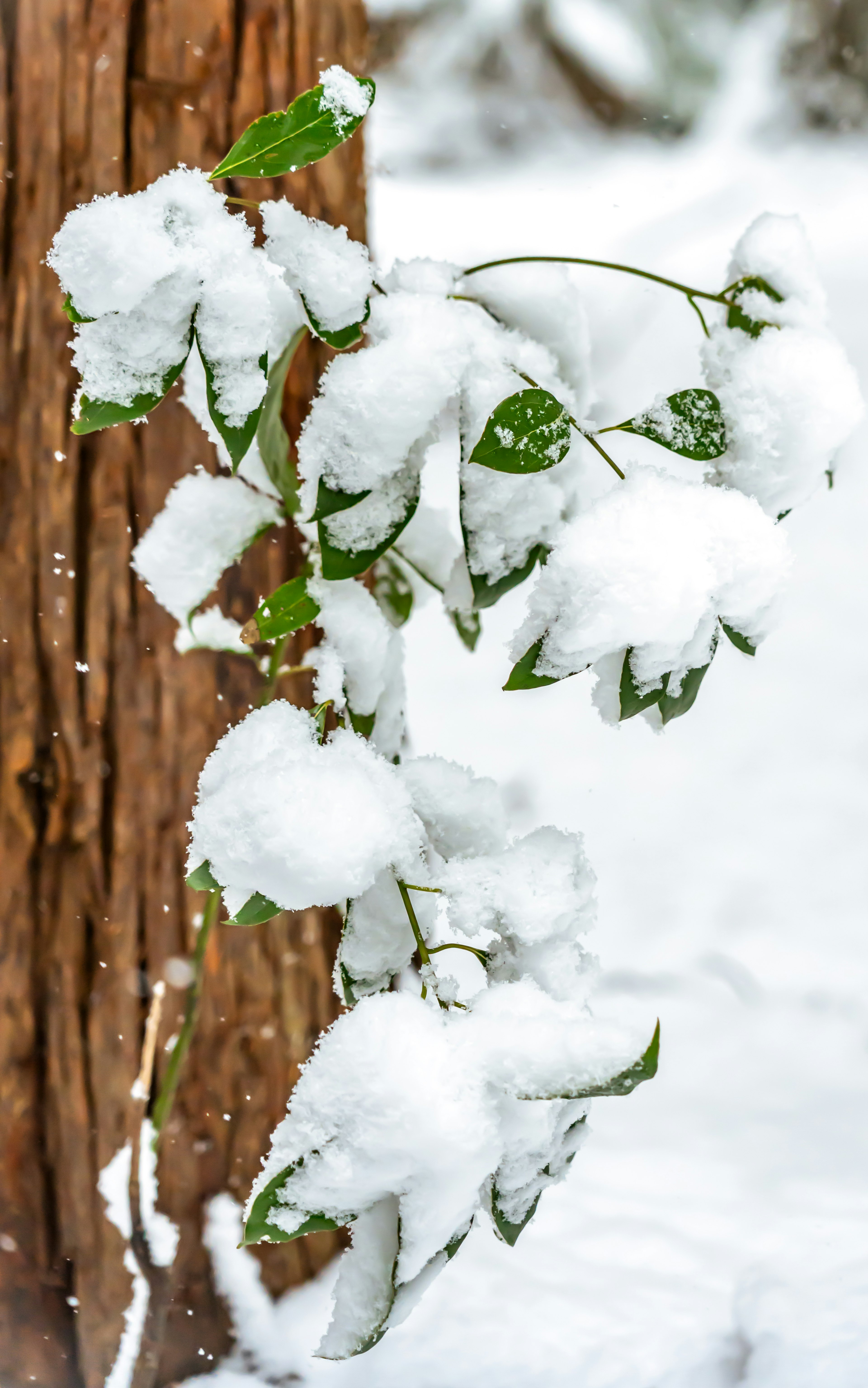 Feuilles vertes recouvertes de neige sur un tronc d'arbre