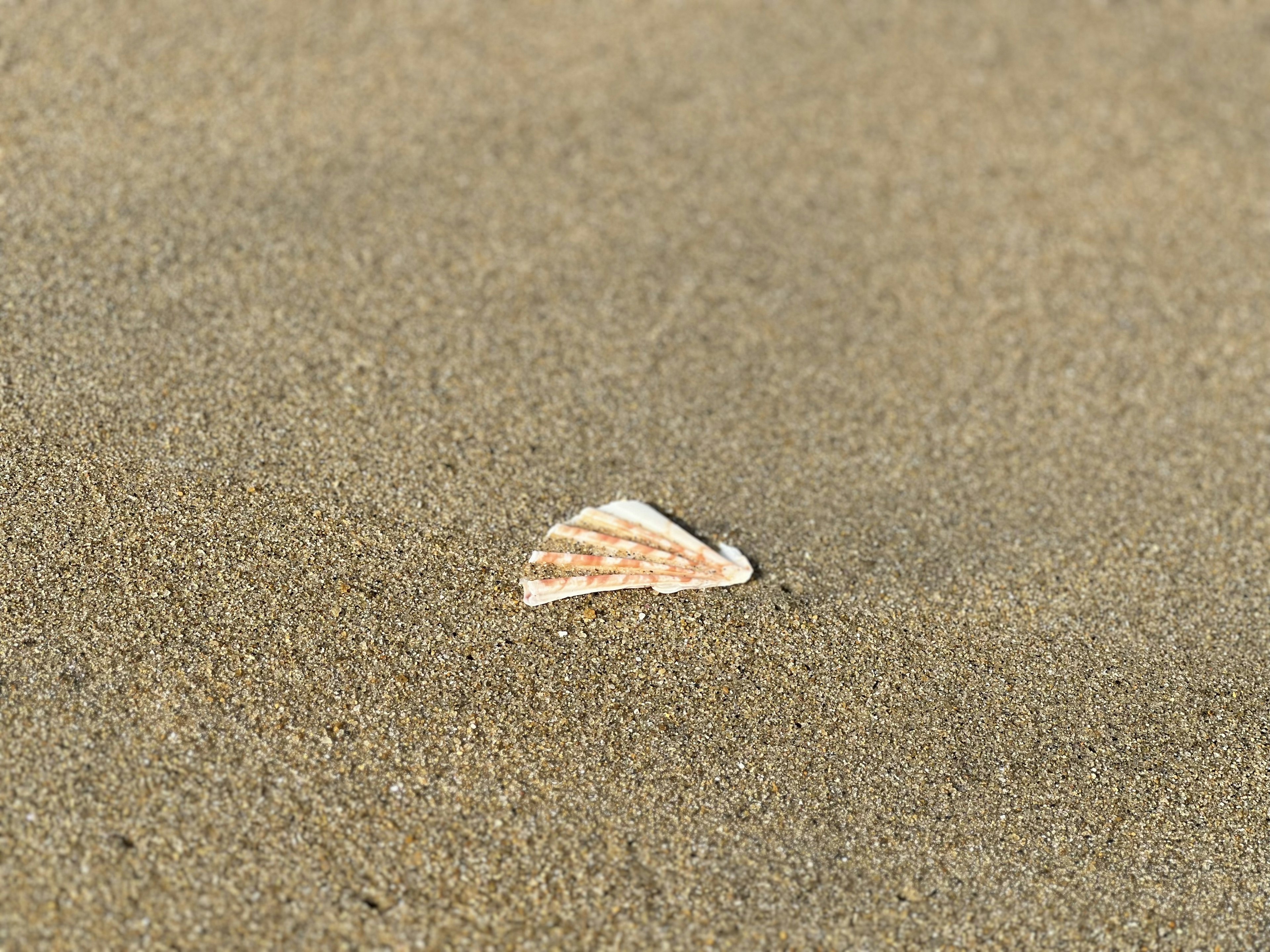 Un fragmento de concha en la playa de arena