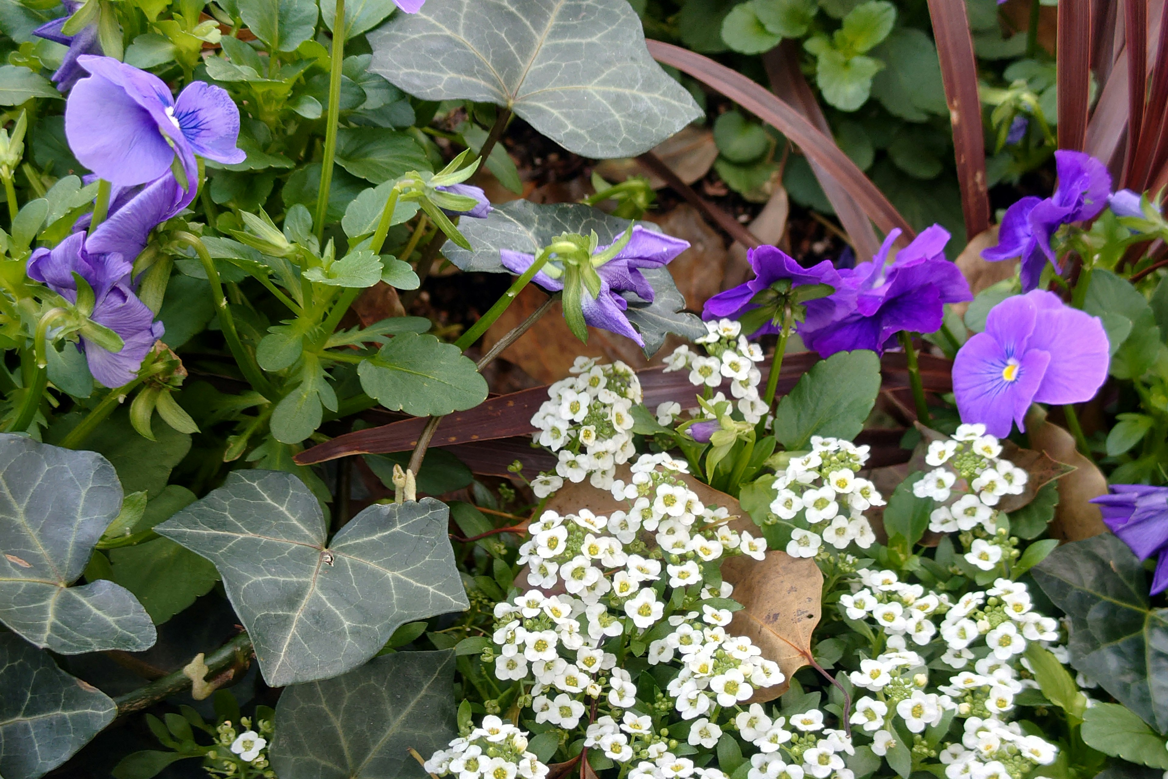 Una escena de jardín con flores moradas y grupos de pequeñas flores blancas rodeadas de hojas verdes vibrantes