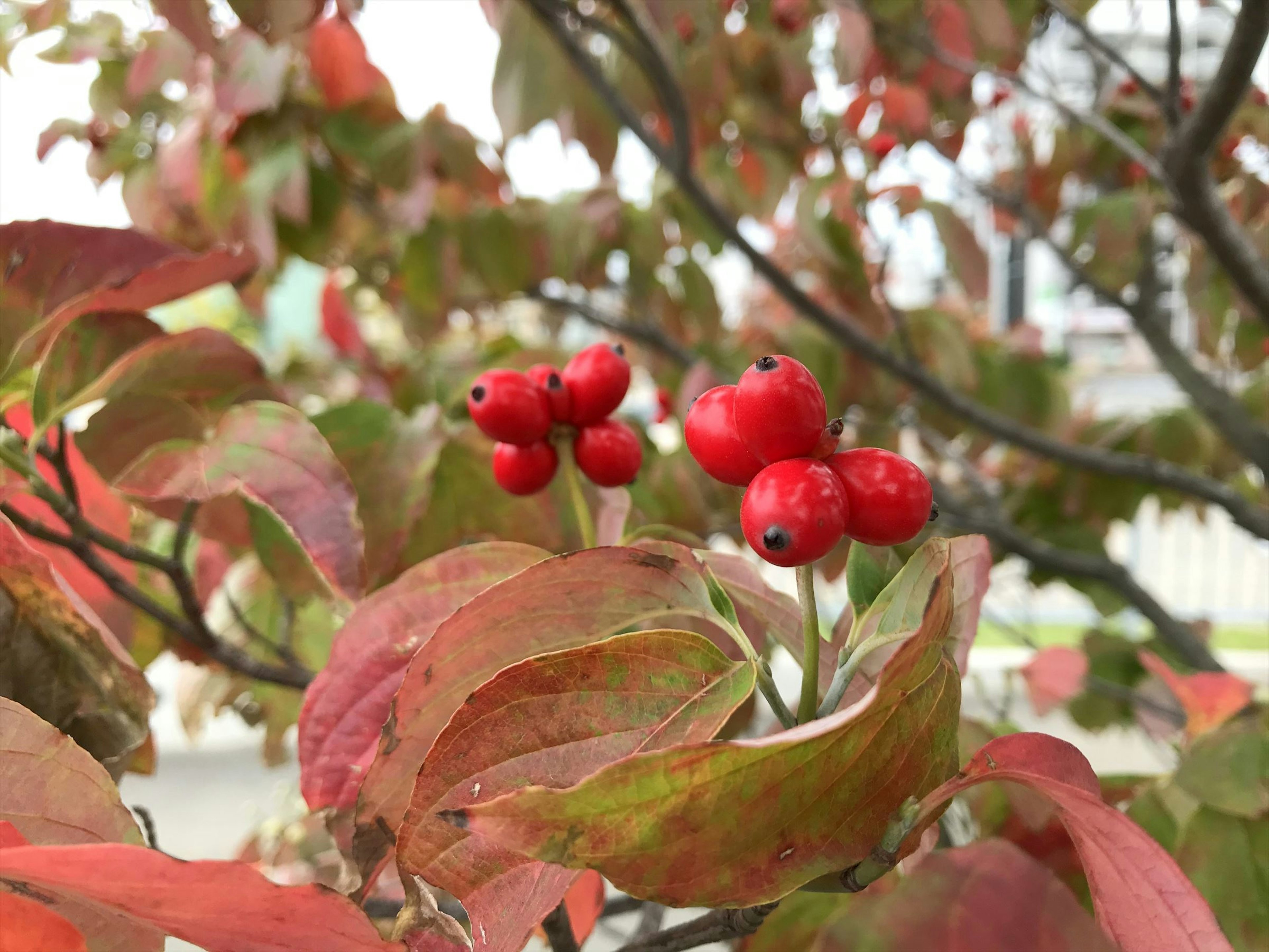 赤い実と紅葉した葉を持つ木の枝