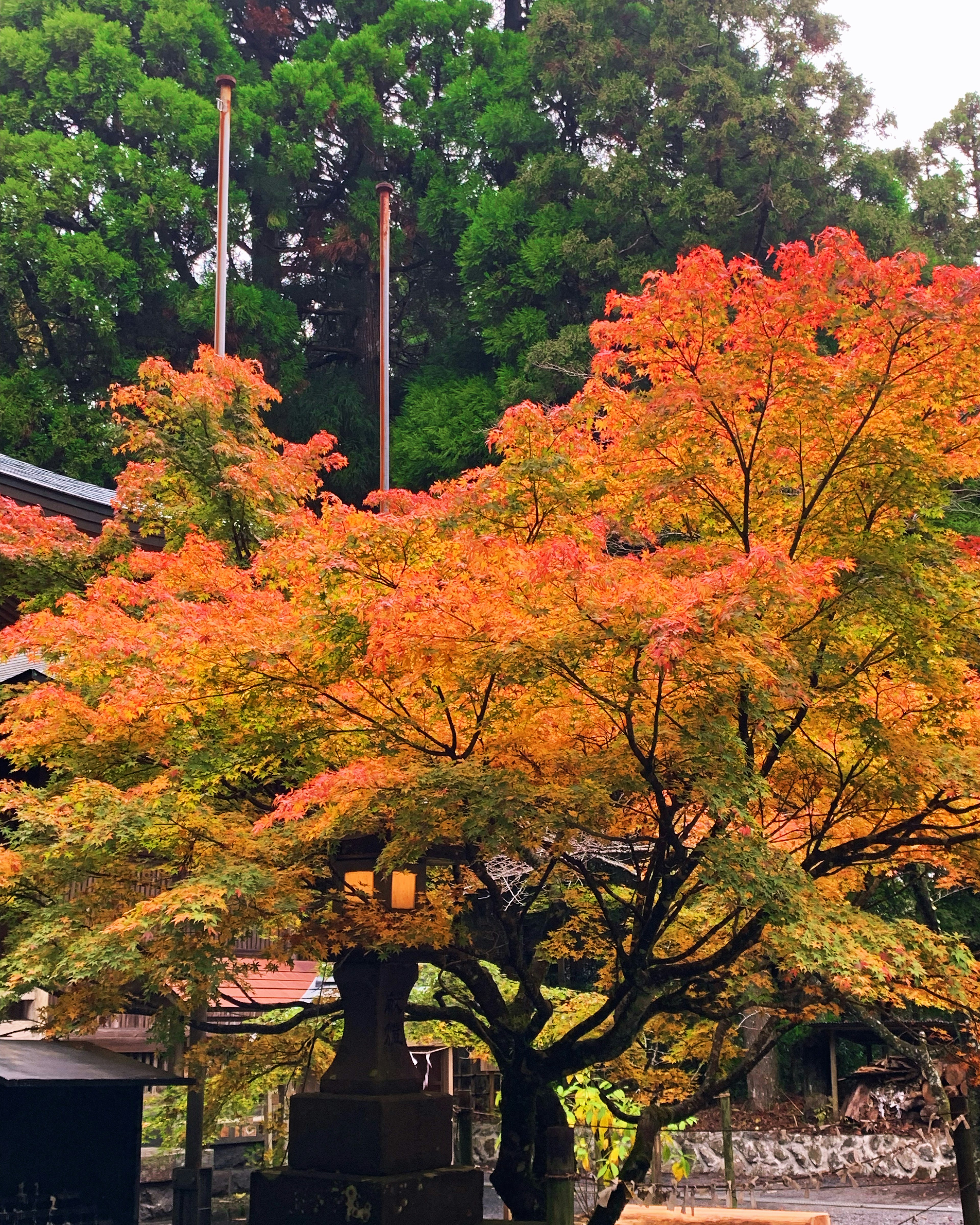 色鮮やかな紅葉の木がある風景