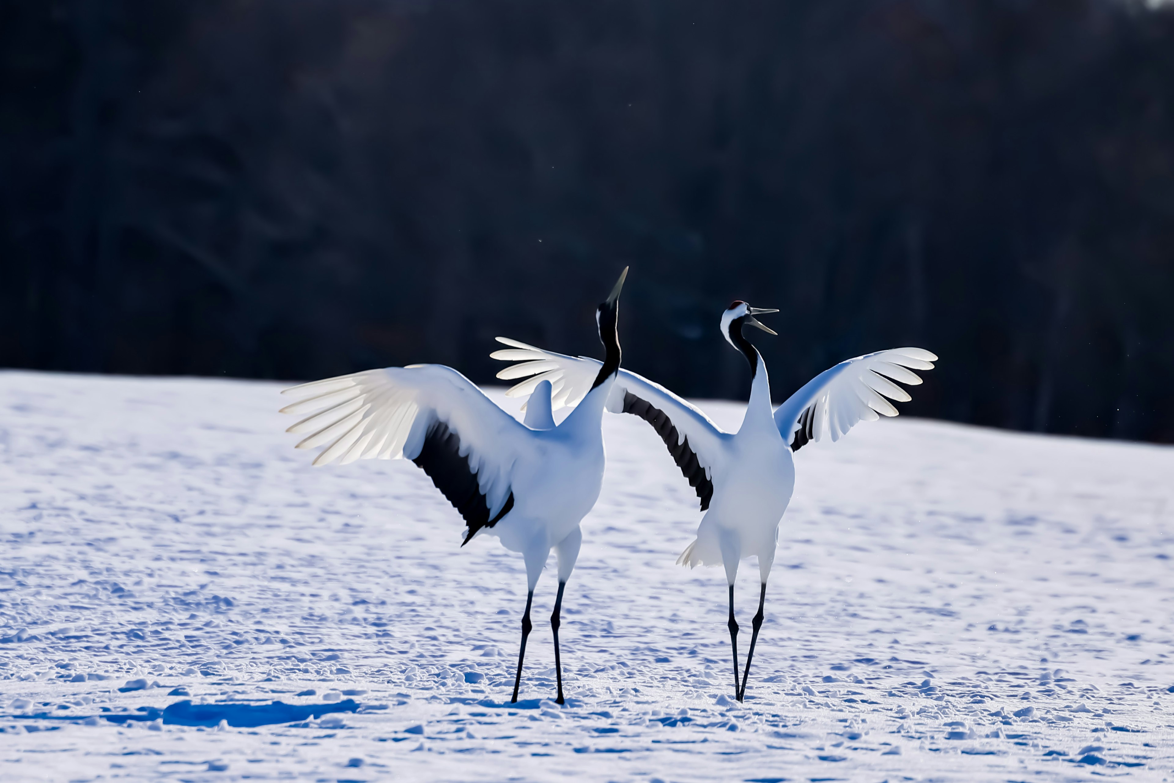 Dos grúas extendiendo sus alas sobre la nieve