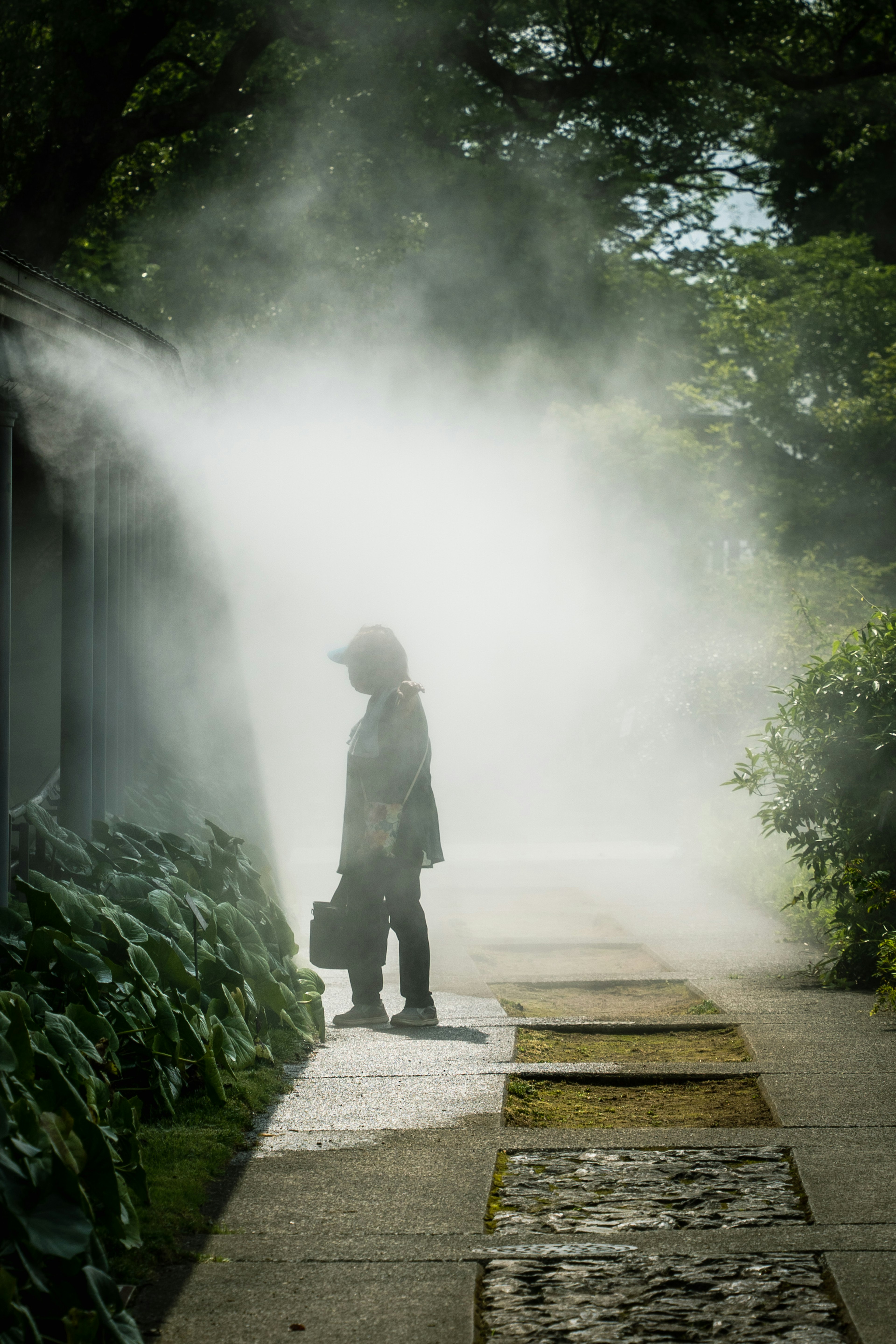 霧の中に立つ人物と緑の植物