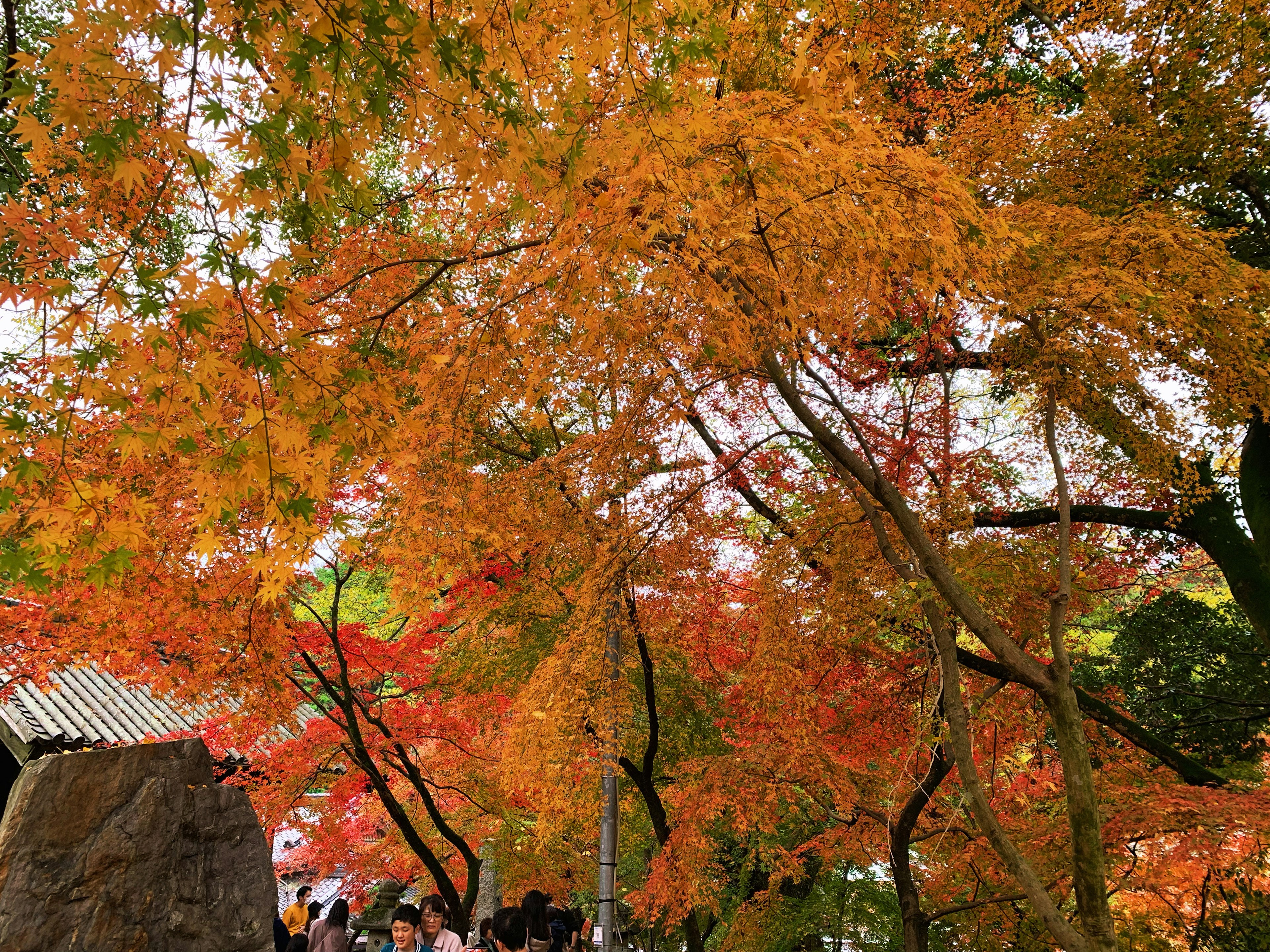 鮮やかな秋の紅葉と人々が集まる風景