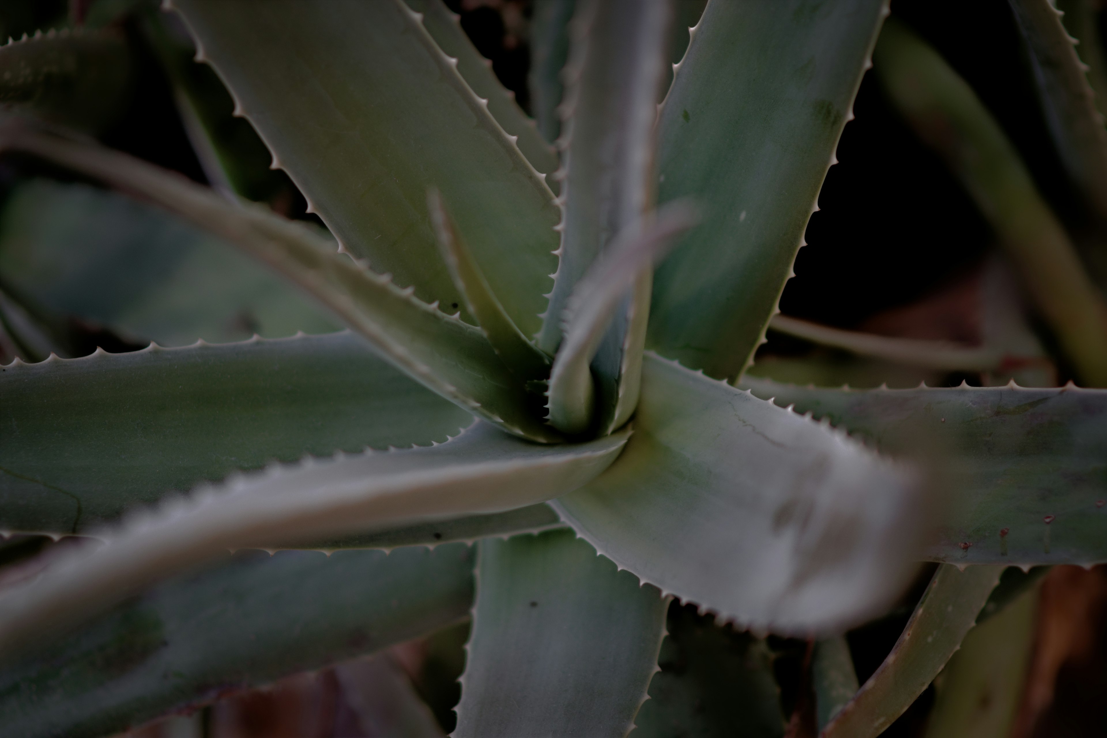 Nahaufnahme von Aloe-Blättern, die sich zur Mitte hin entwickeln