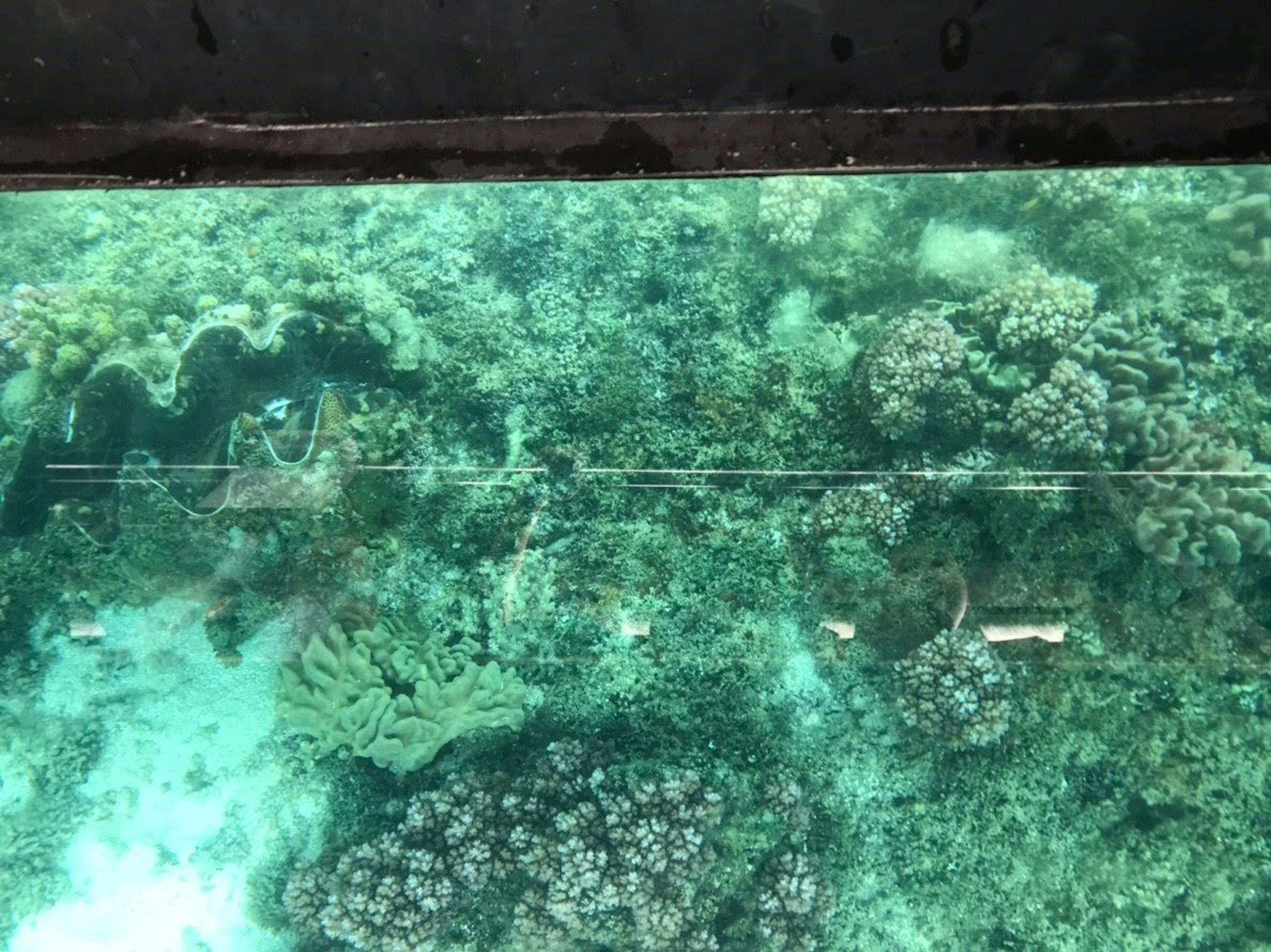 Hermosa vista del arrecife de coral bajo agua clara