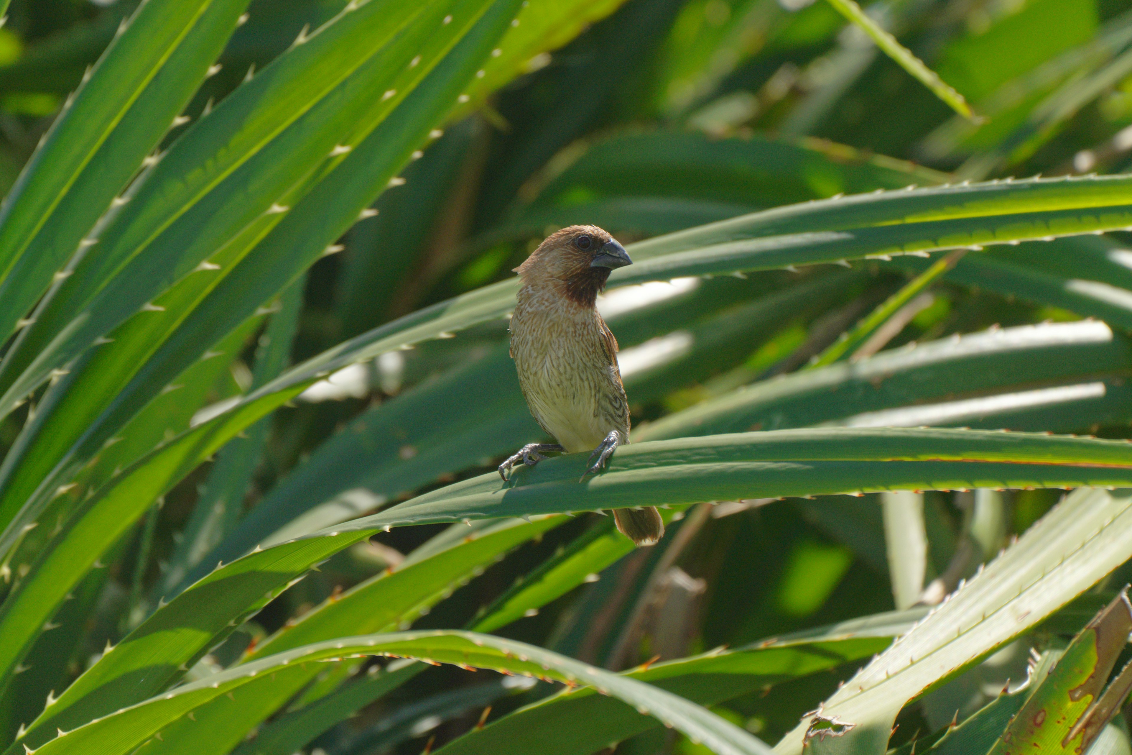 緑の葉の上に立つ小さな鳥の画像