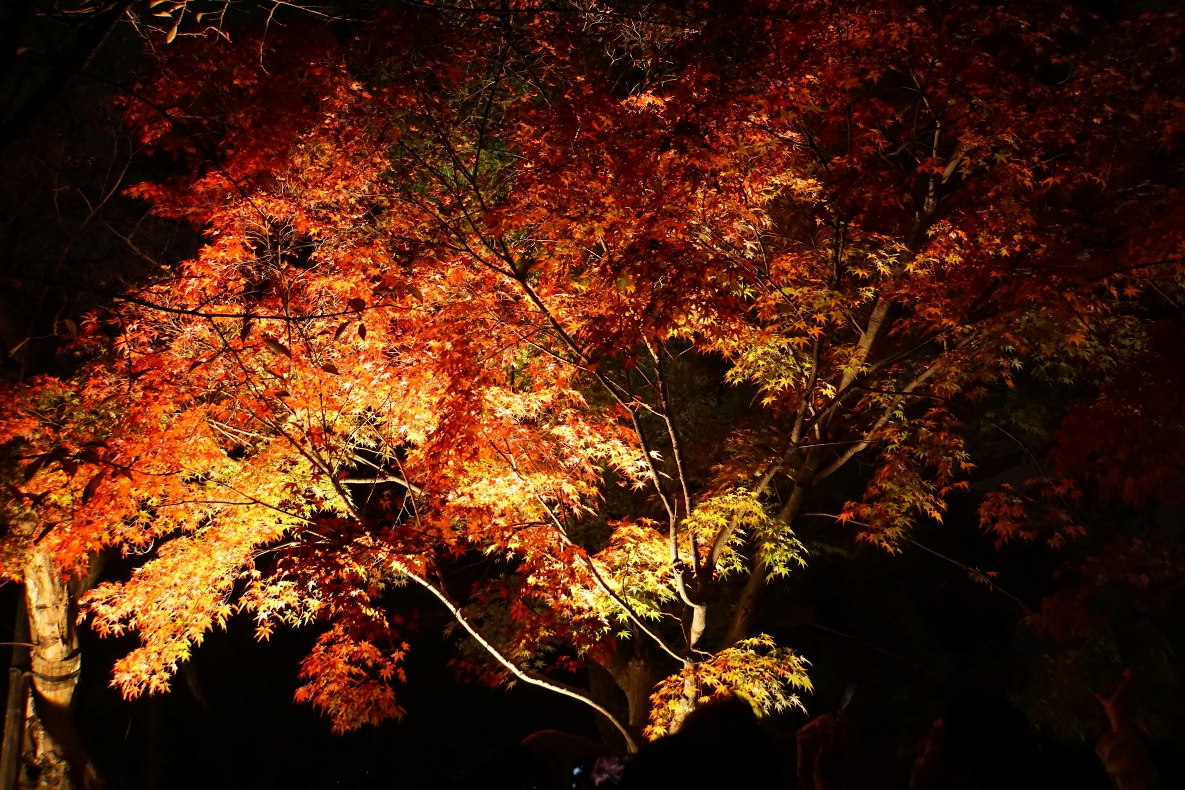 Un albero di acero con foglie autunnali vivaci illuminate di notte