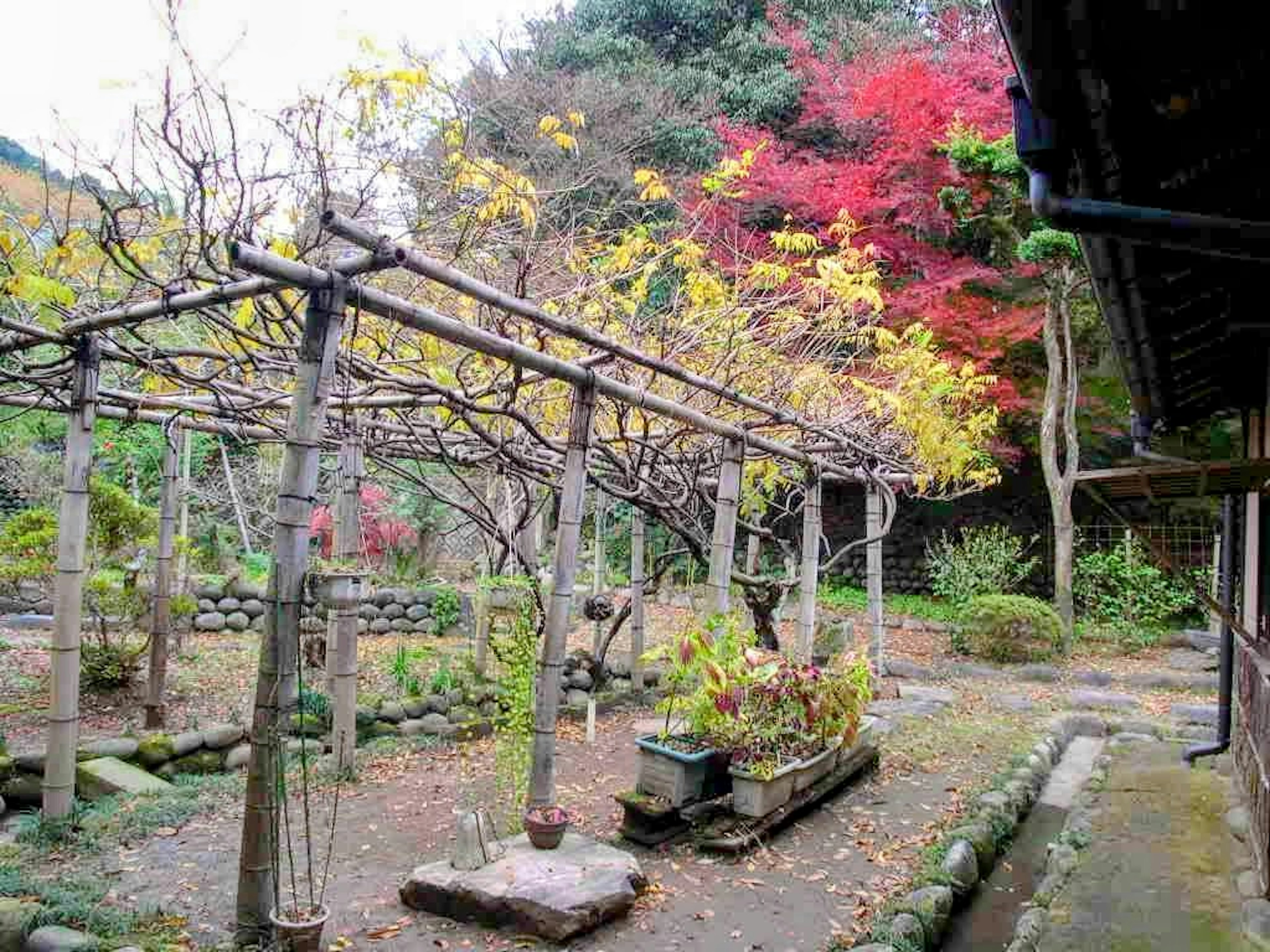 一个展示秋季色彩的日本花园 树枝上有鲜艳的叶子