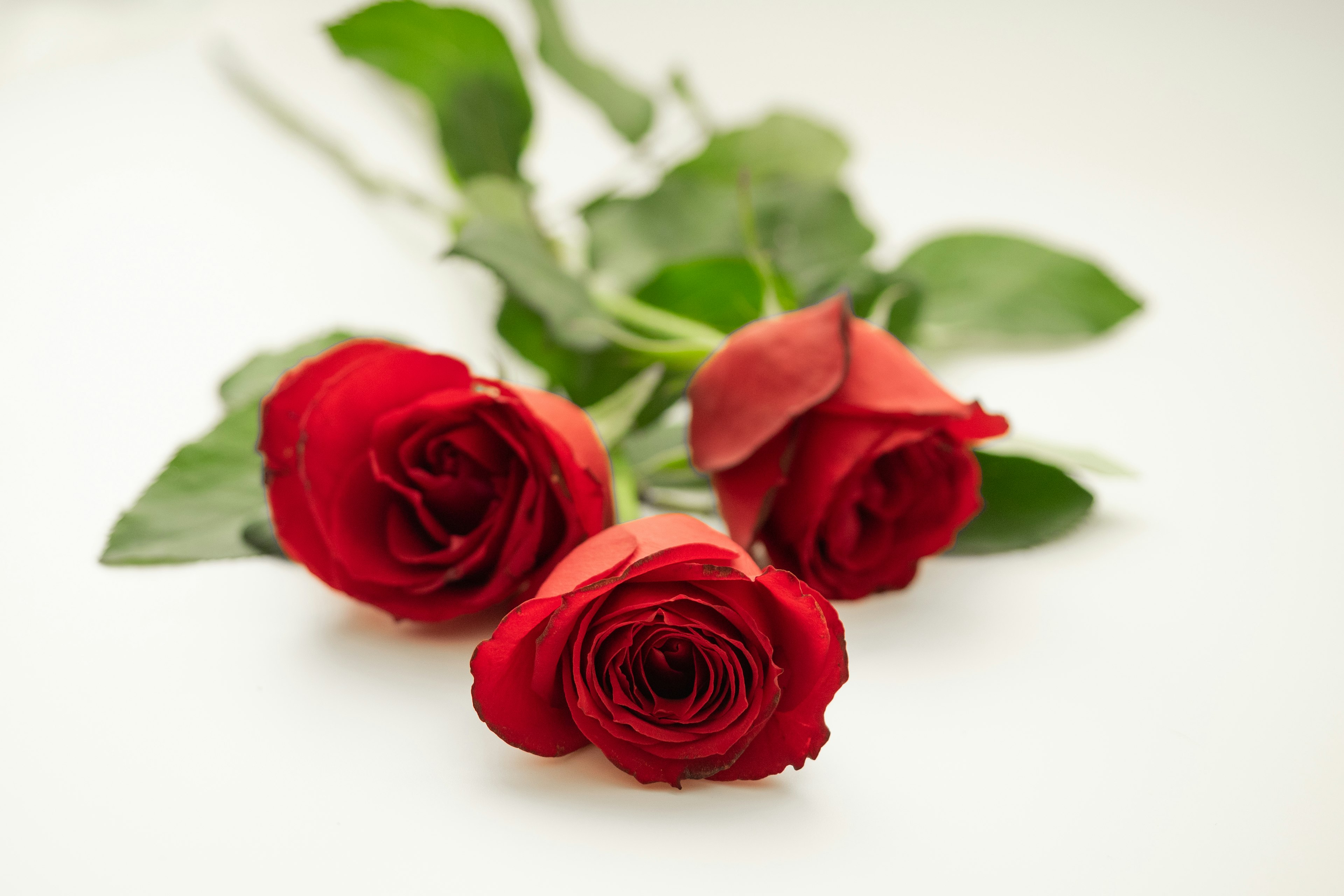 Un bouquet di rose rosse disposto su uno sfondo bianco