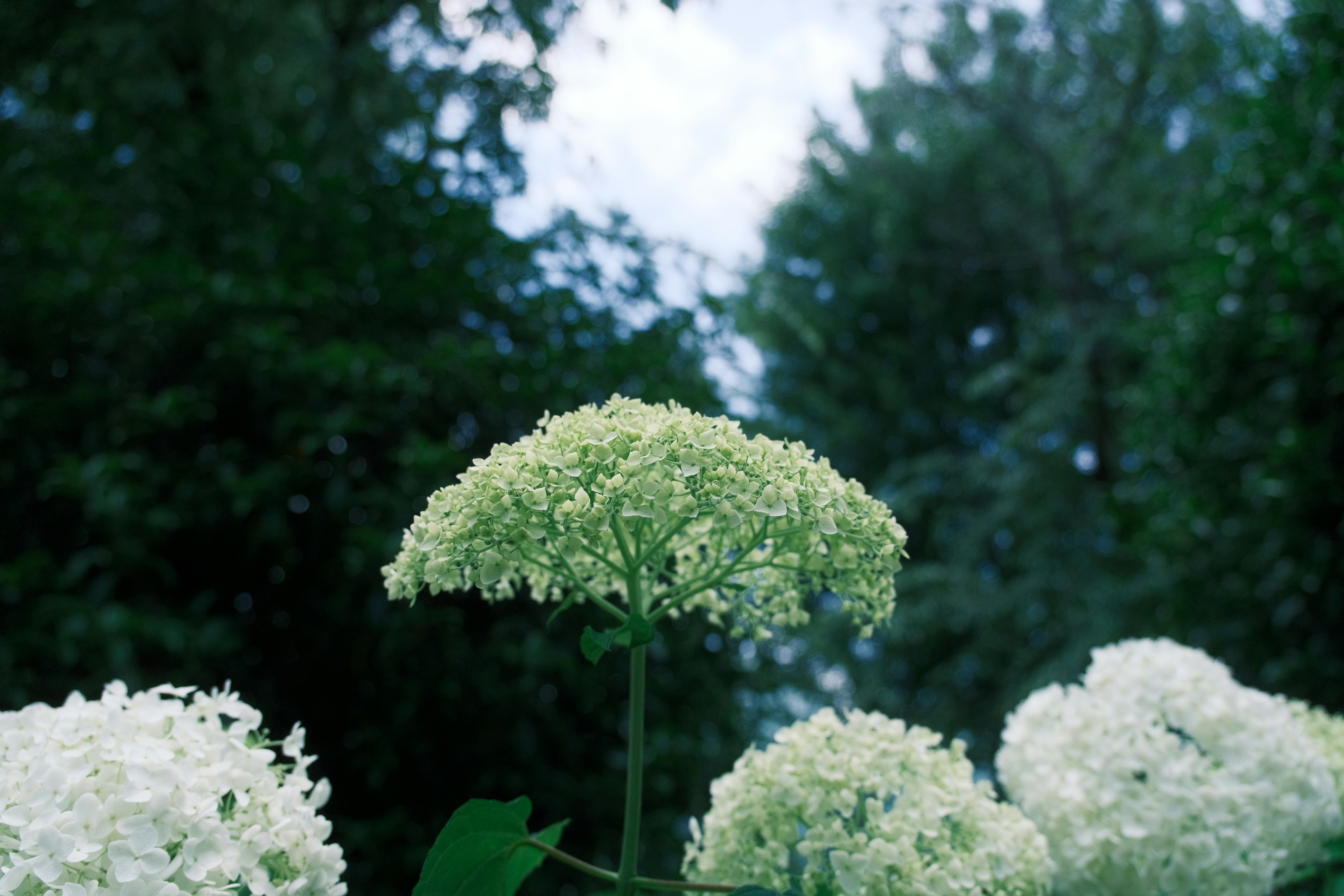 Raggruppamento di fiori bianchi su sfondo verde e cielo blu