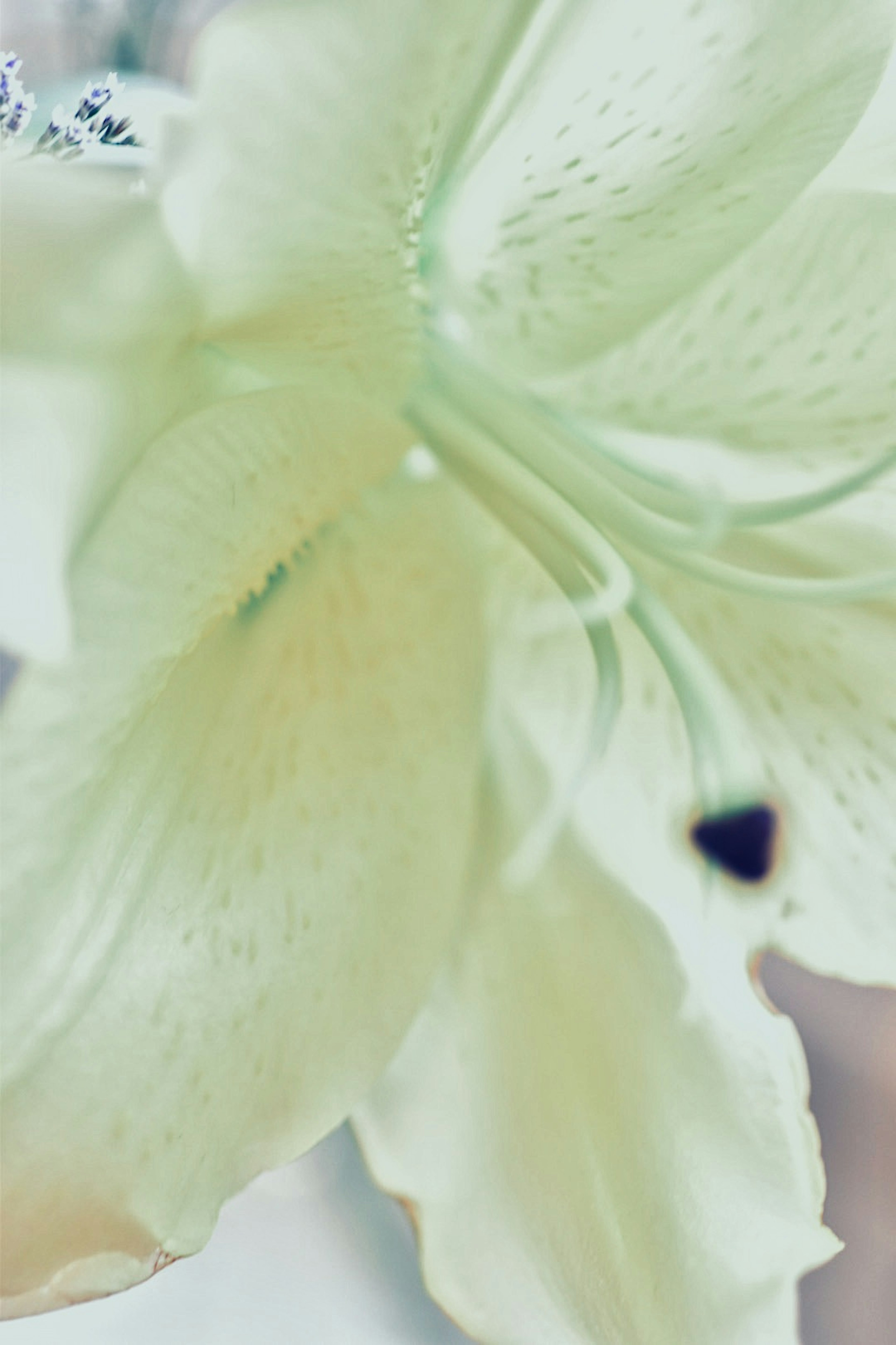 Close-up bunga lily pucat dengan warna lembut