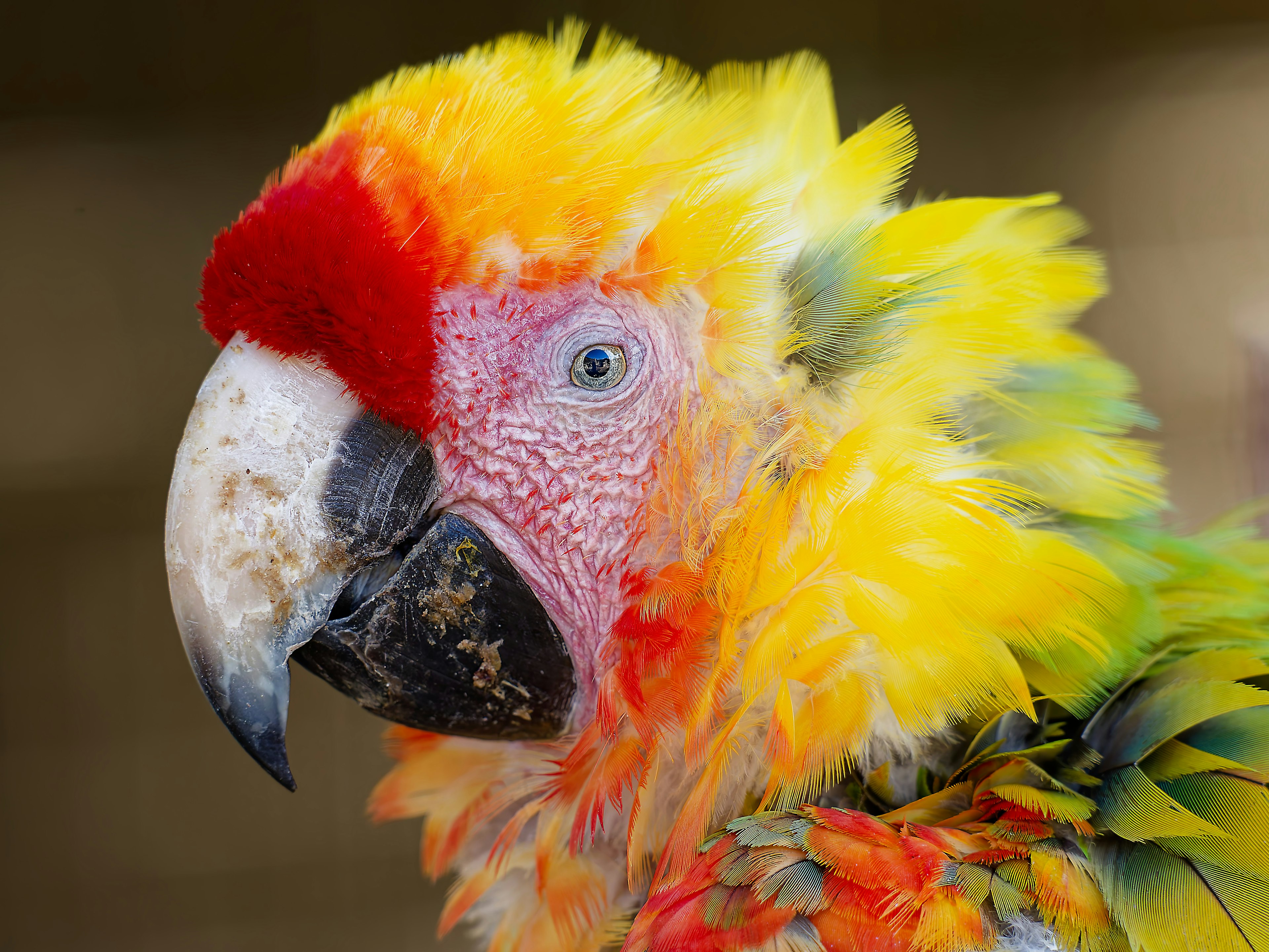 Primer plano de un loro vibrante con plumas amarillas y rojas brillantes