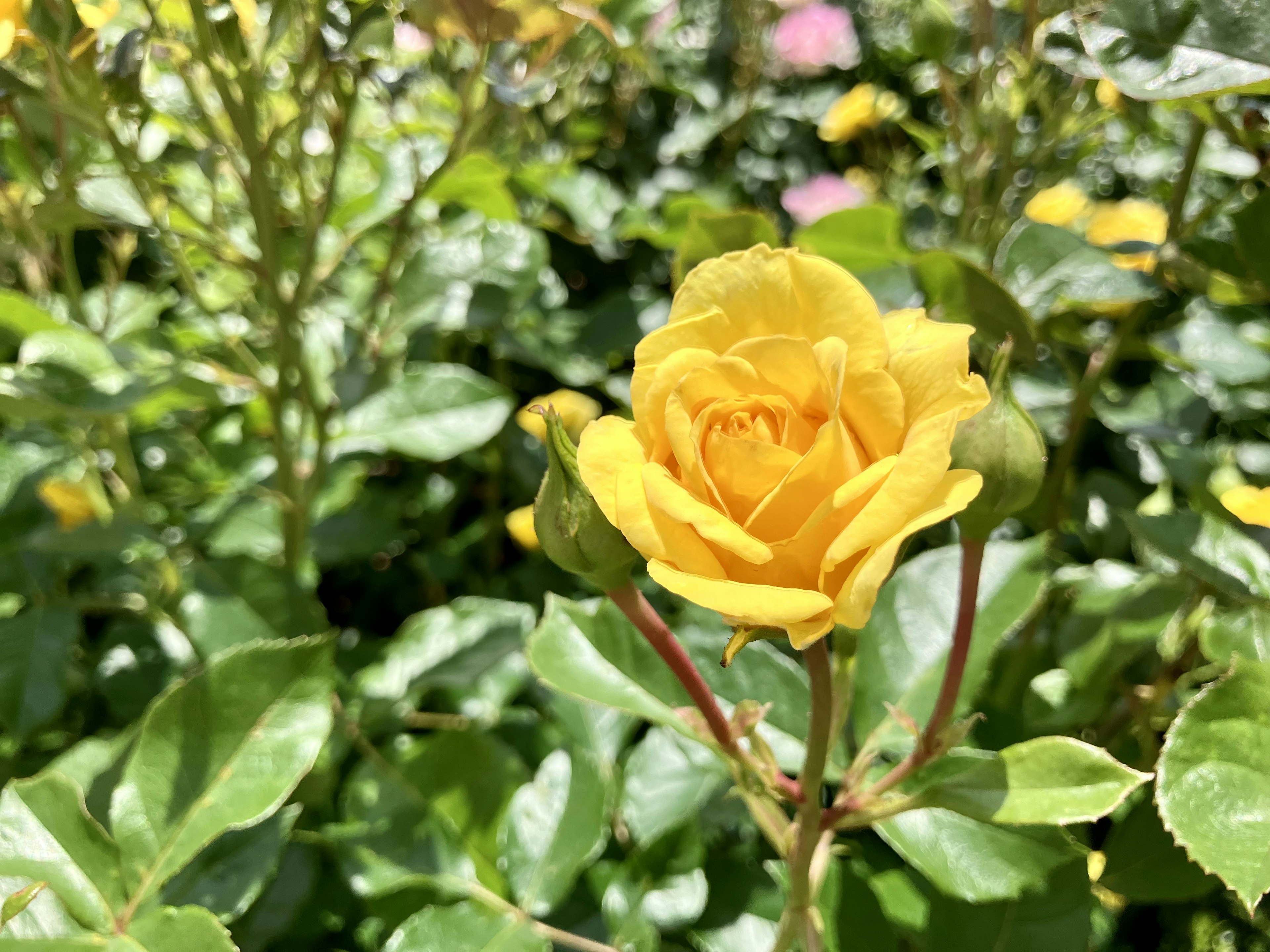 A vibrant yellow rose blooming in a lush garden