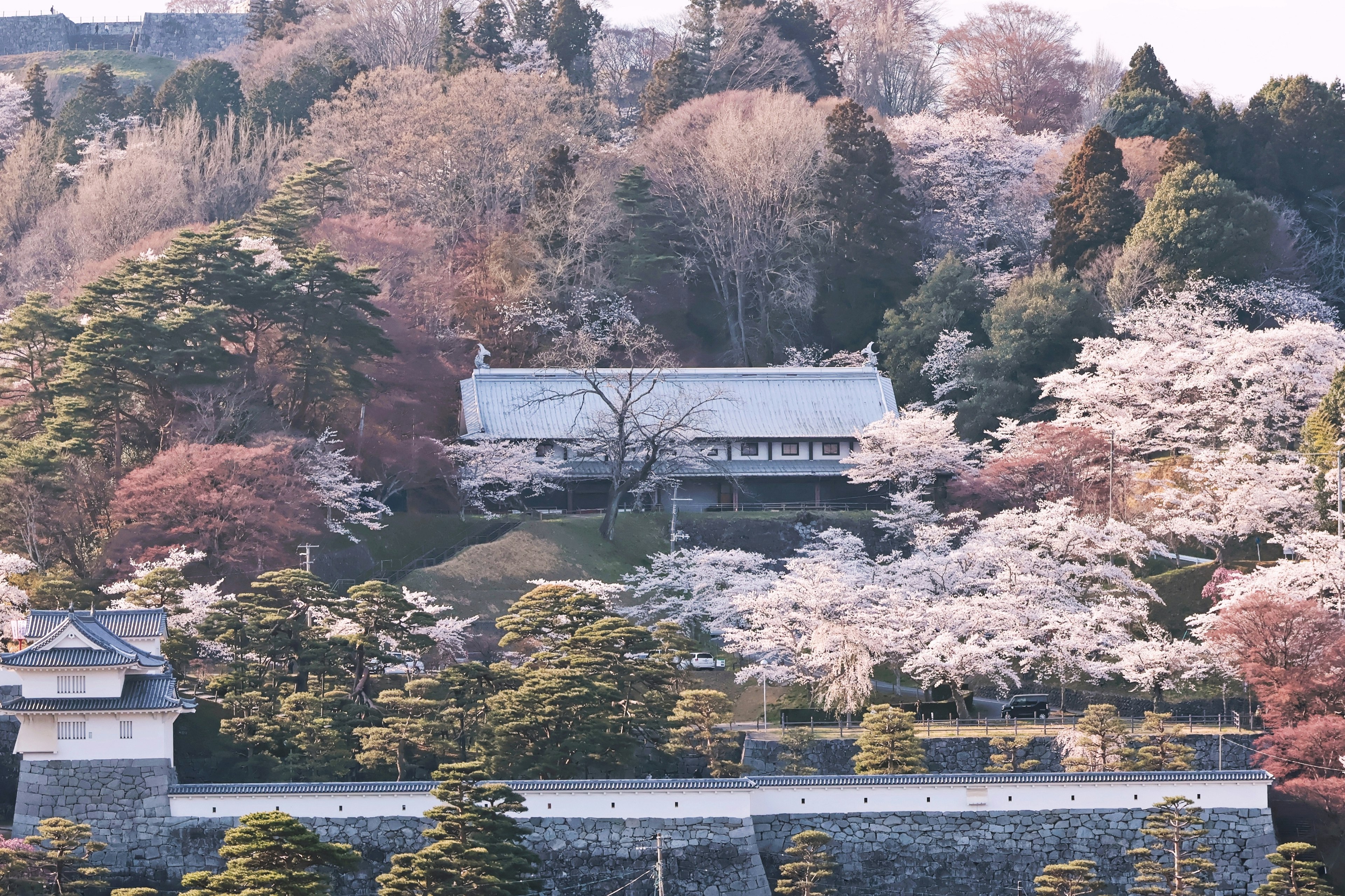 Bangunan tradisional Jepang dikelilingi pohon sakura