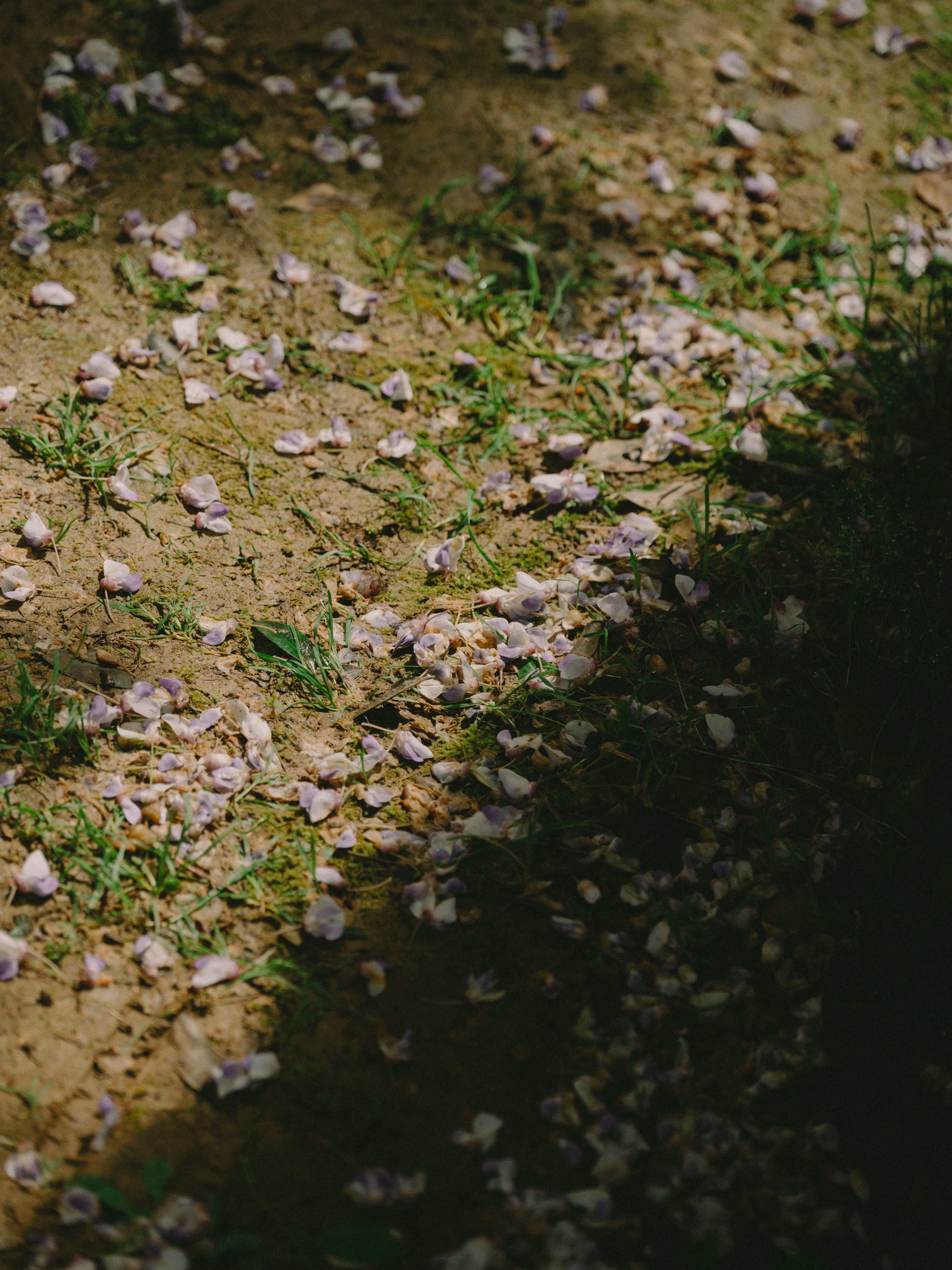 Scattered cherry blossom petals on the ground with green grass