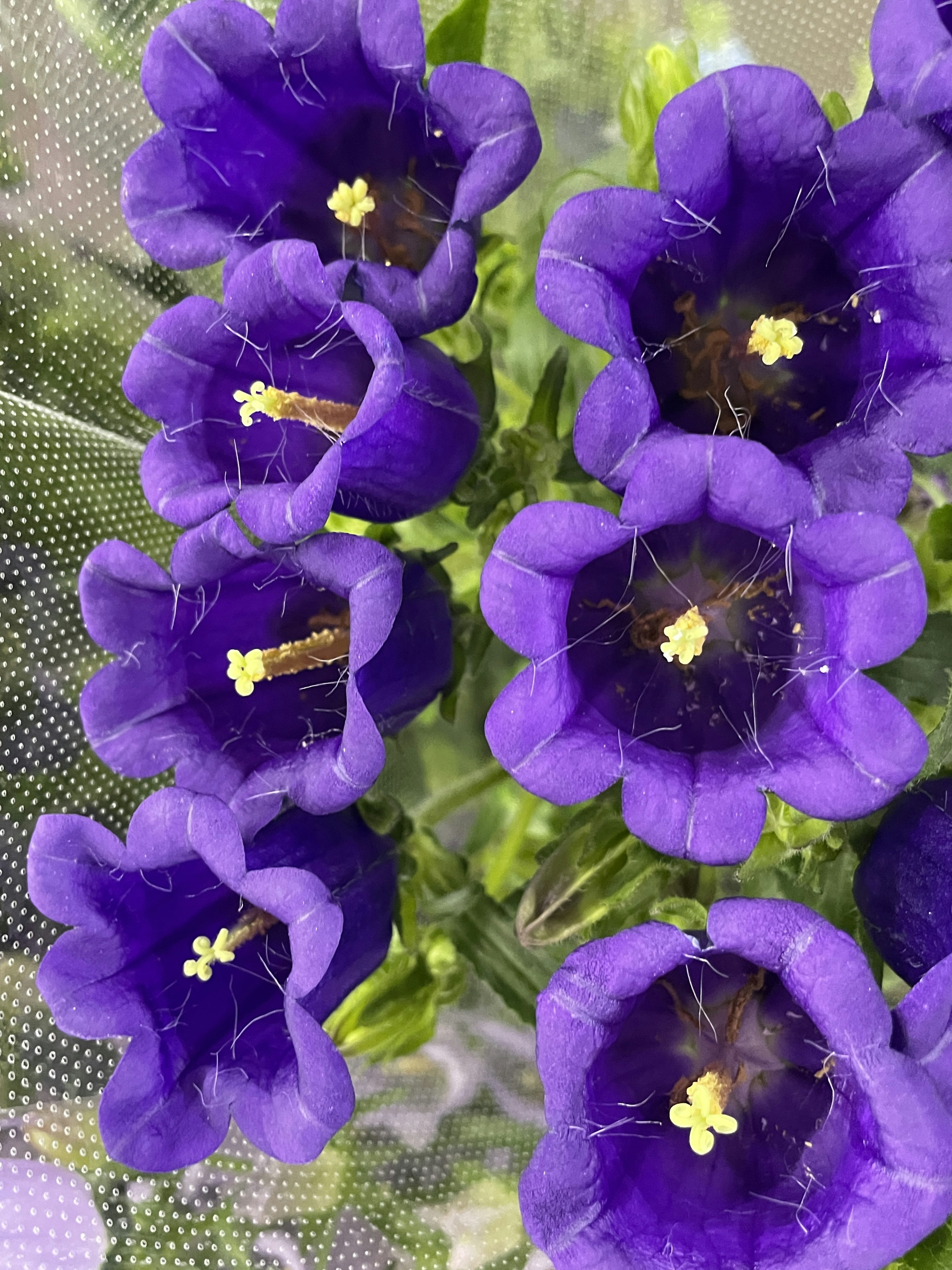 Acercamiento de flores moradas con estambres amarillos visibles