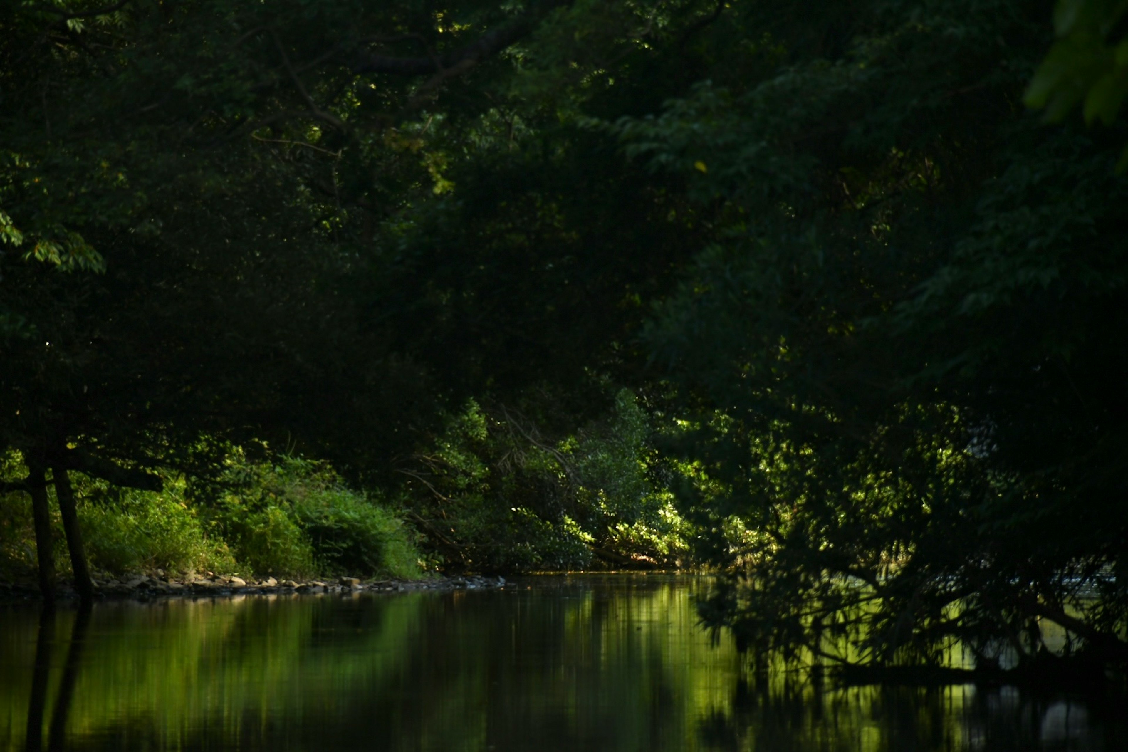 Serene river scene with lush green trees