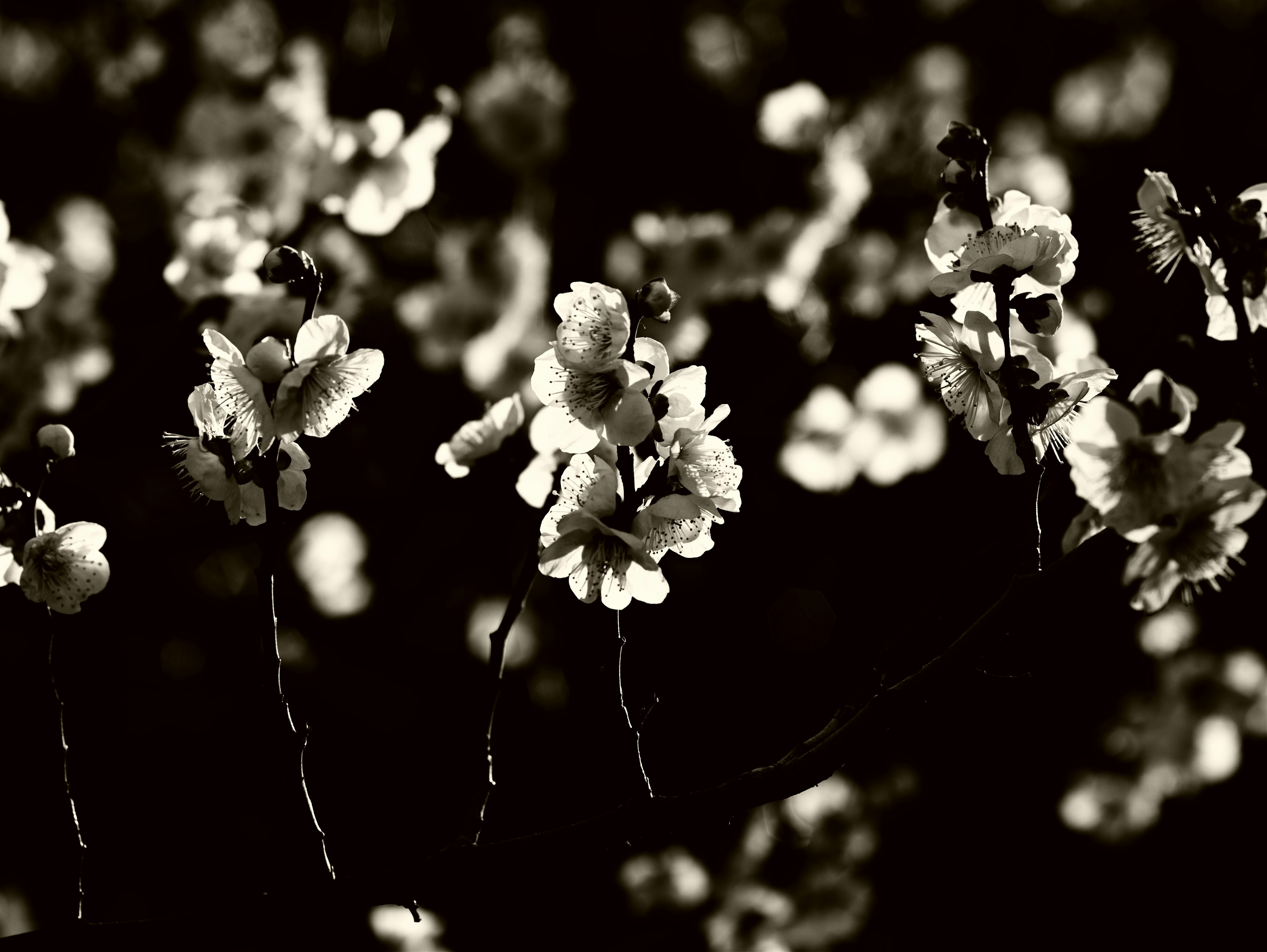 Close-up of flowering branches in black and white