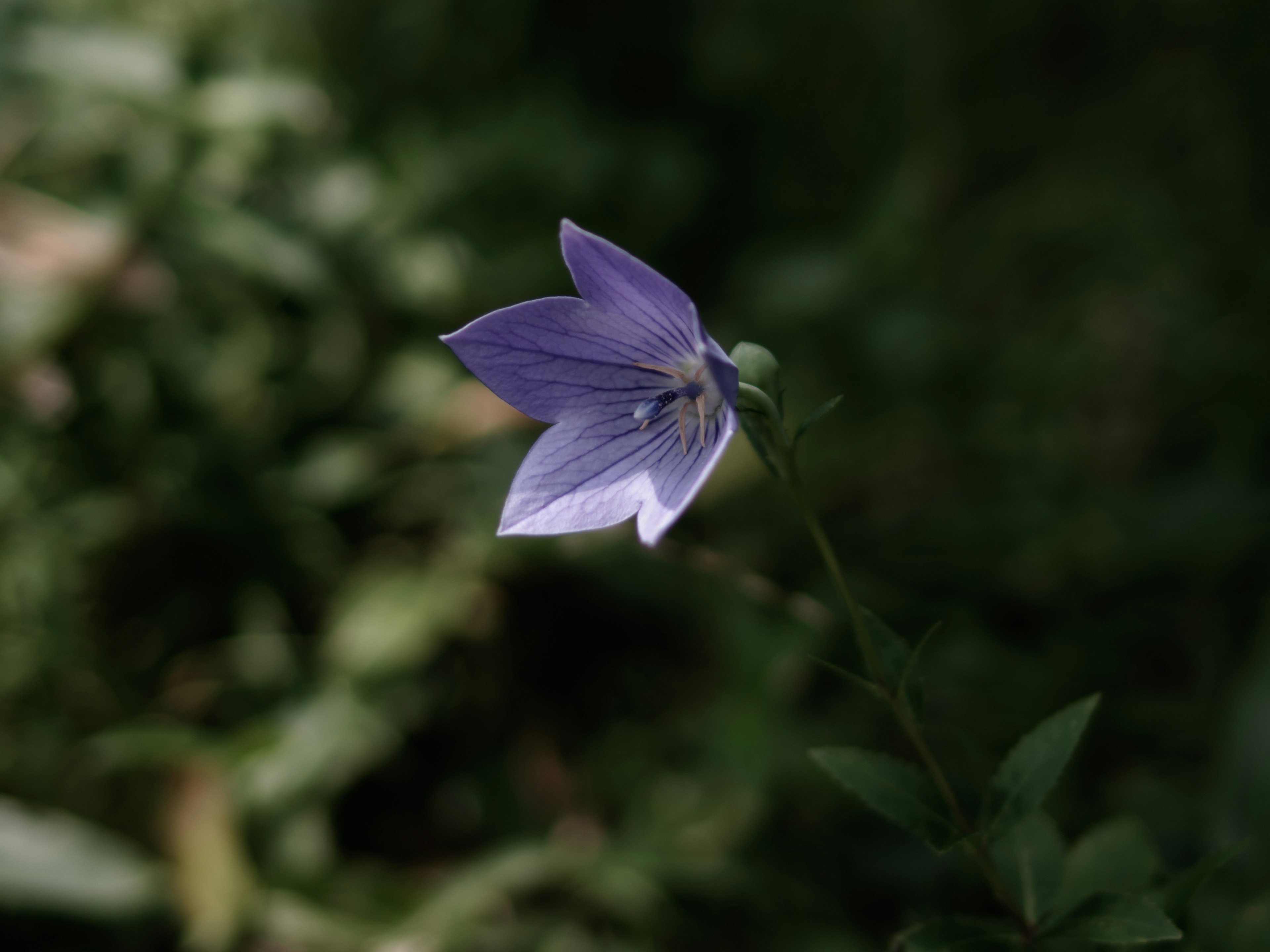 鮮やかな紫色の花が緑の背景に映える