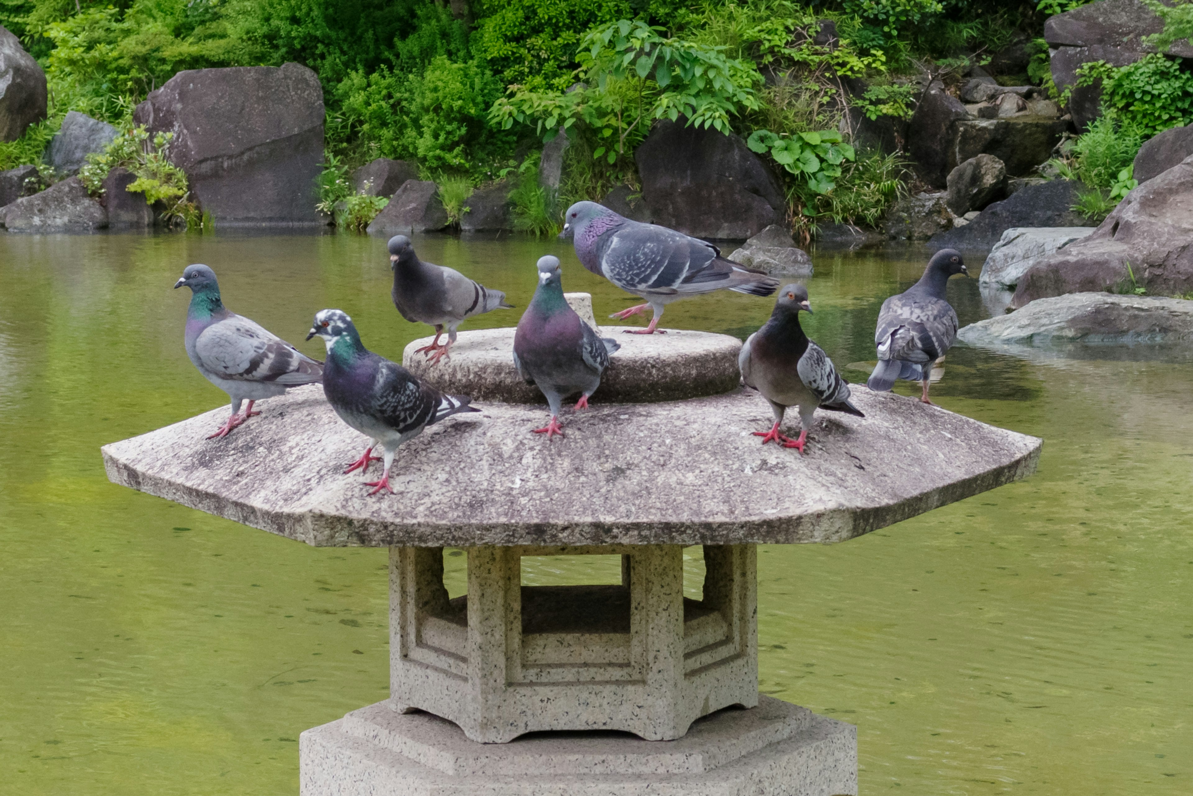 Pigeons gathered on a stone lantern over a pond