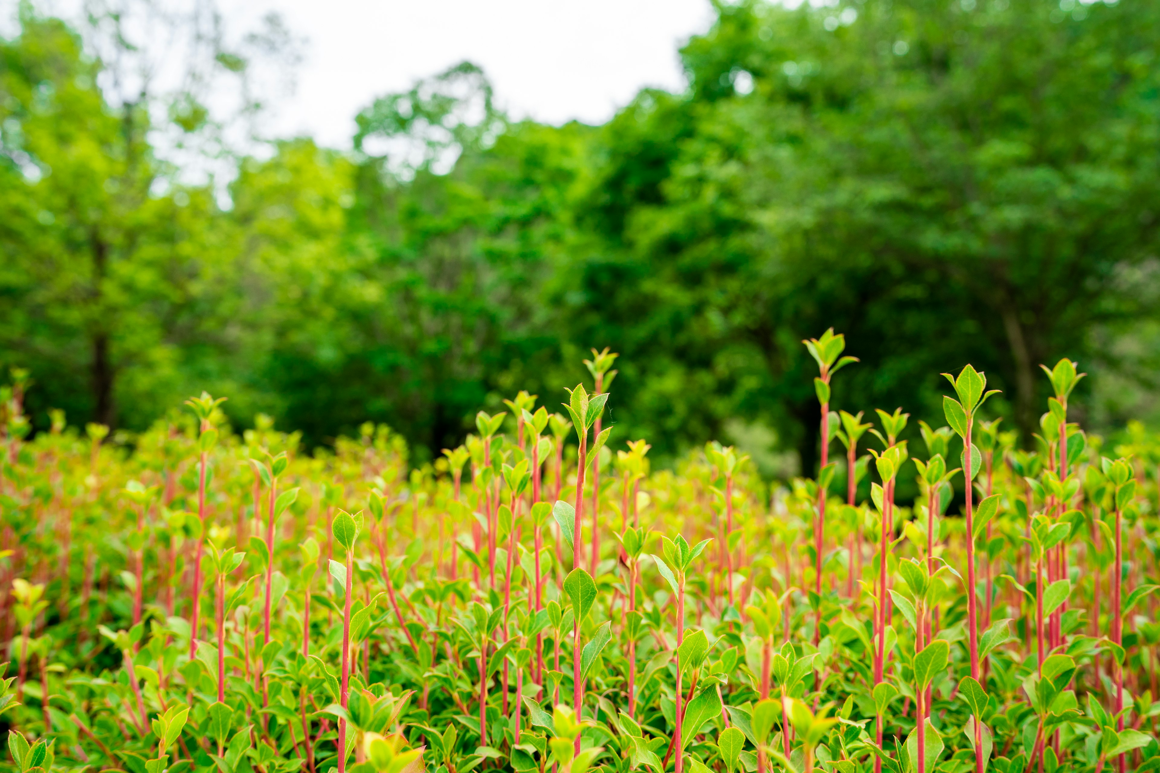 ภูมิทัศน์สีเขียวที่เขียวชอุ่มมีหน่ออ่อนที่โดดเด่น