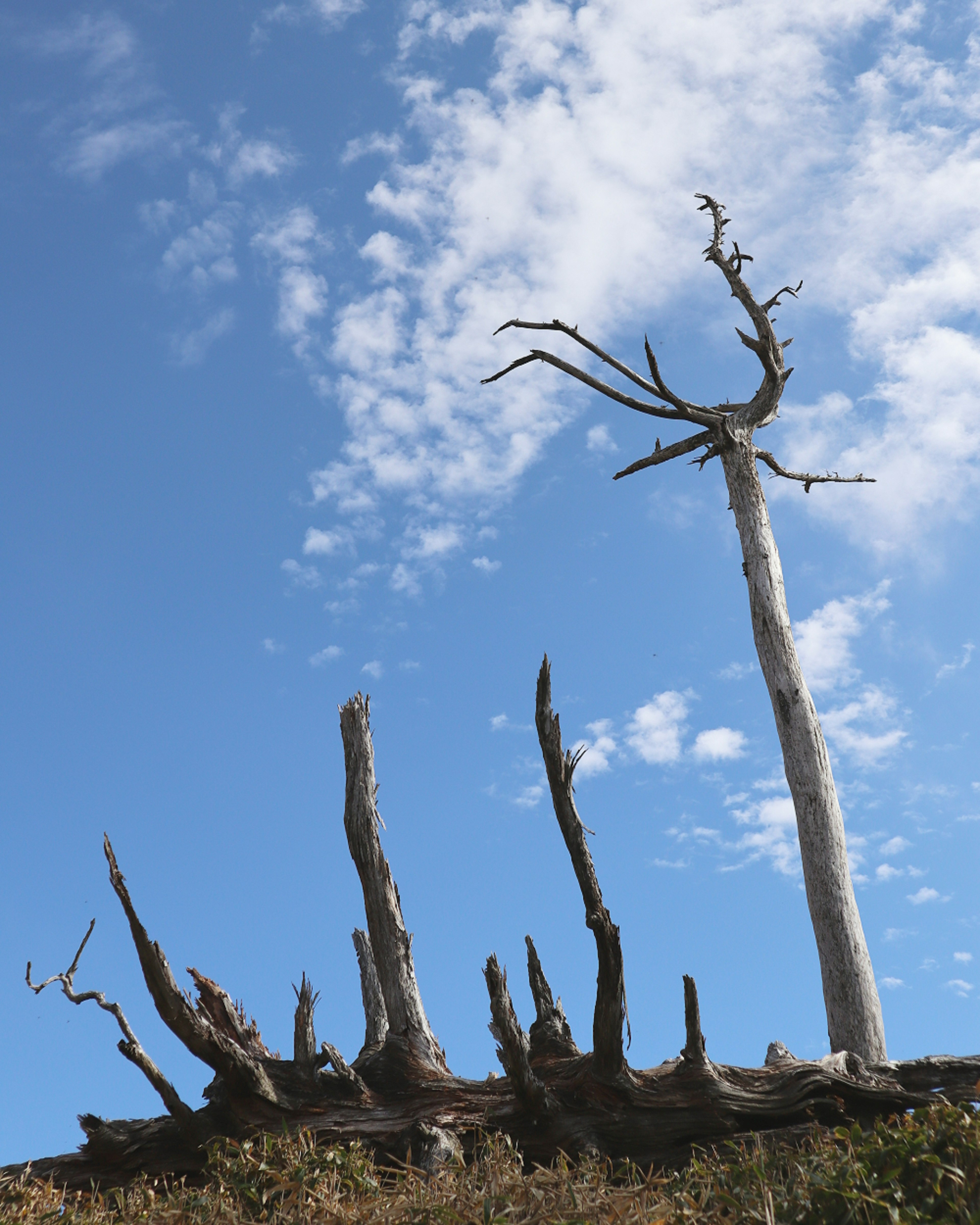 Ein toter Baum mit verdrehten Ästen vor einem blauen Himmel