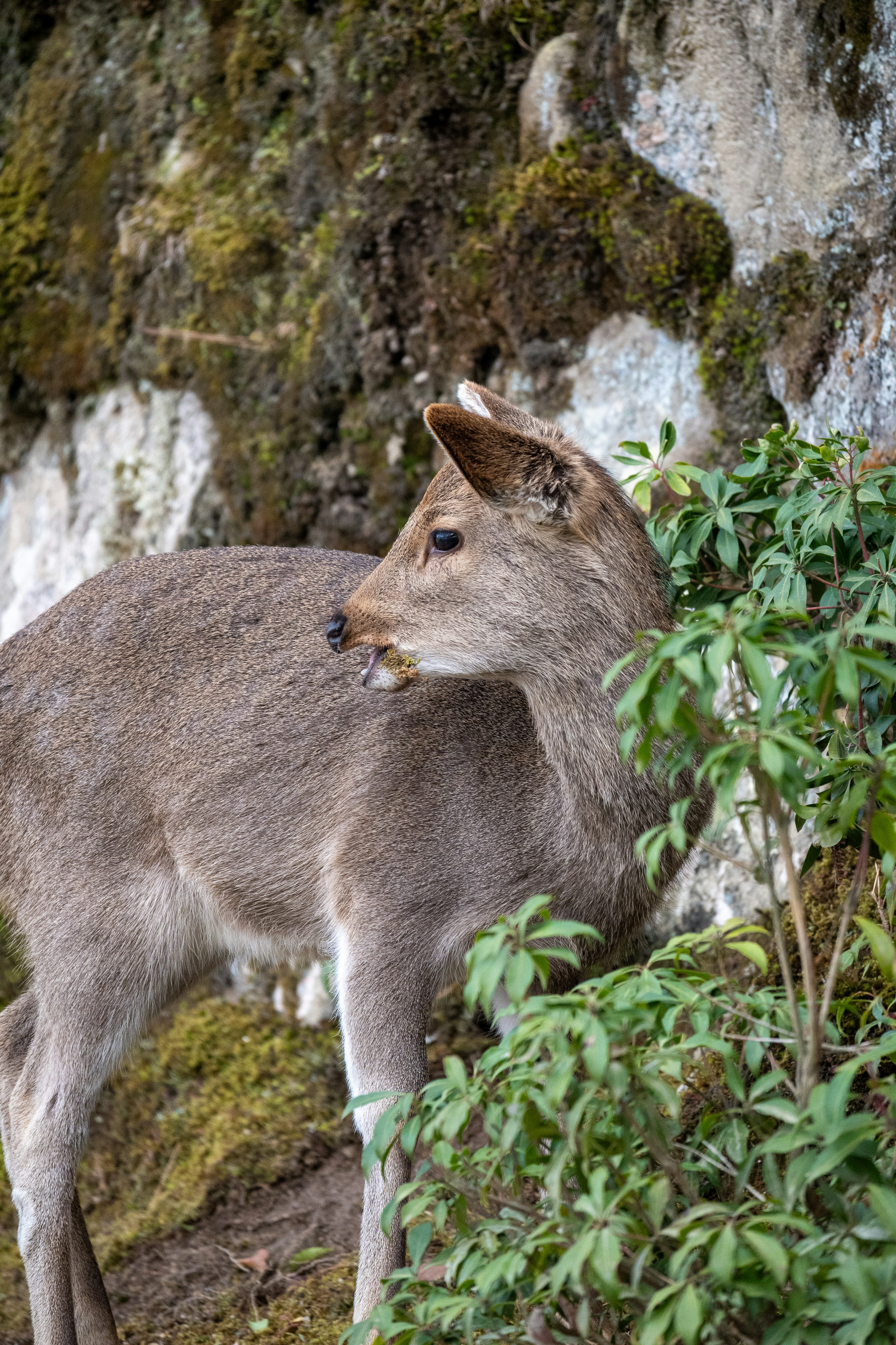 Un jeune cerf se tenant près d'un mur rocheux et regardant autour