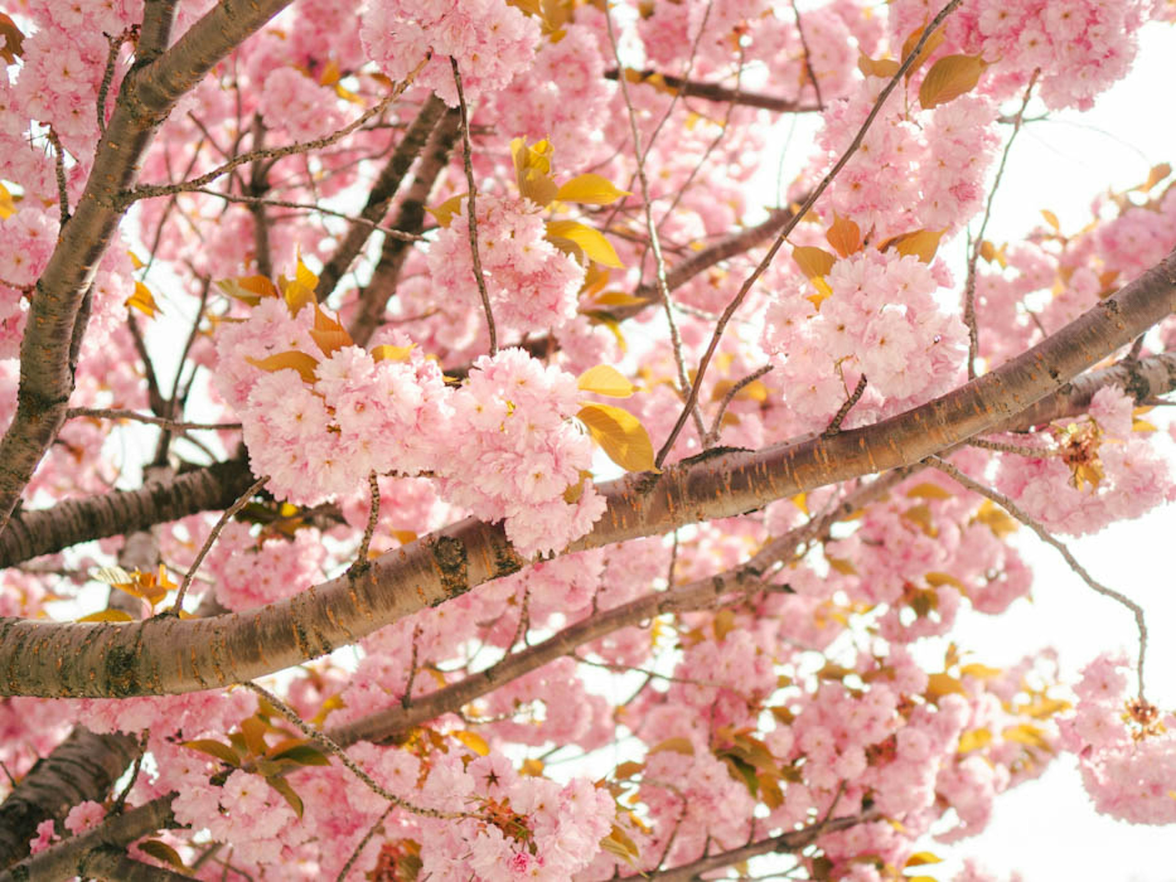 桜の花が咲く木の枝のアップ ピンク色の花と緑の葉が特徴