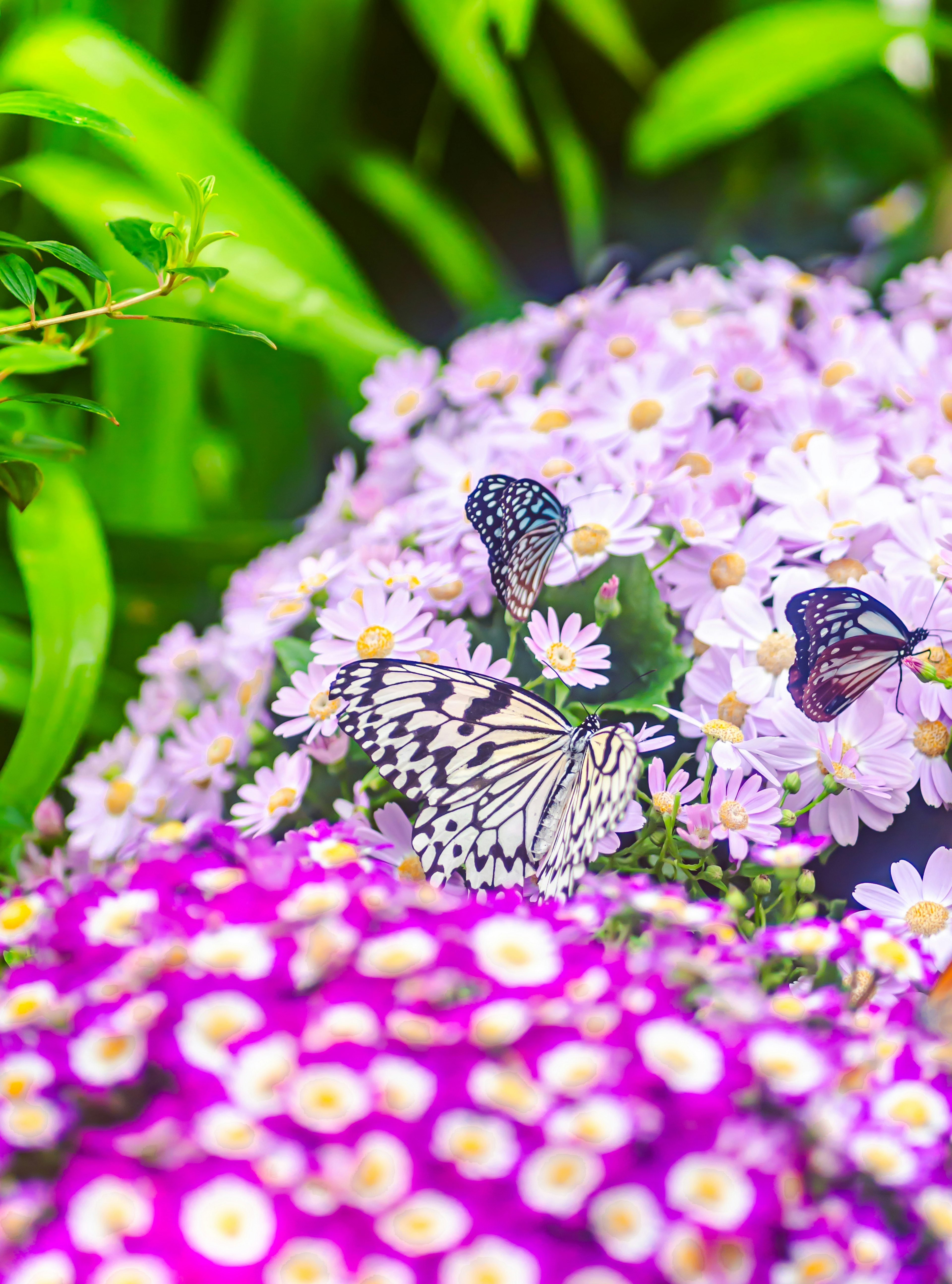 色とりどりの花に囲まれた蝶たちの美しいシーン