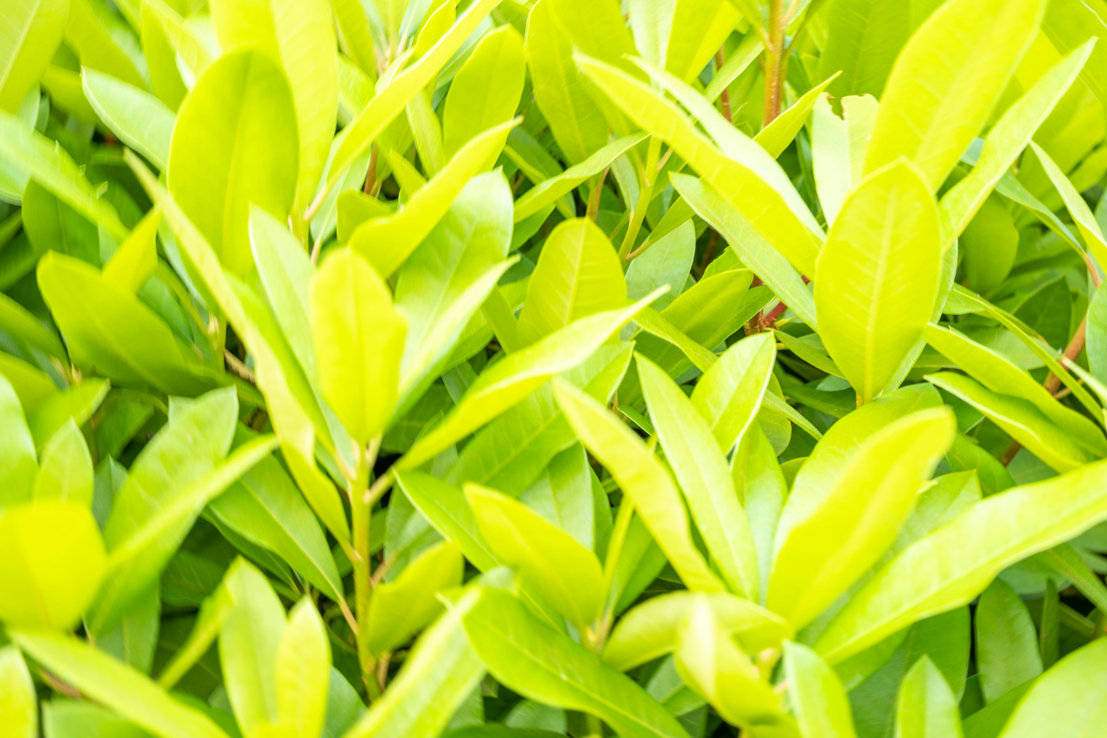 Close-up of vibrant green leaves densely packed in a plant