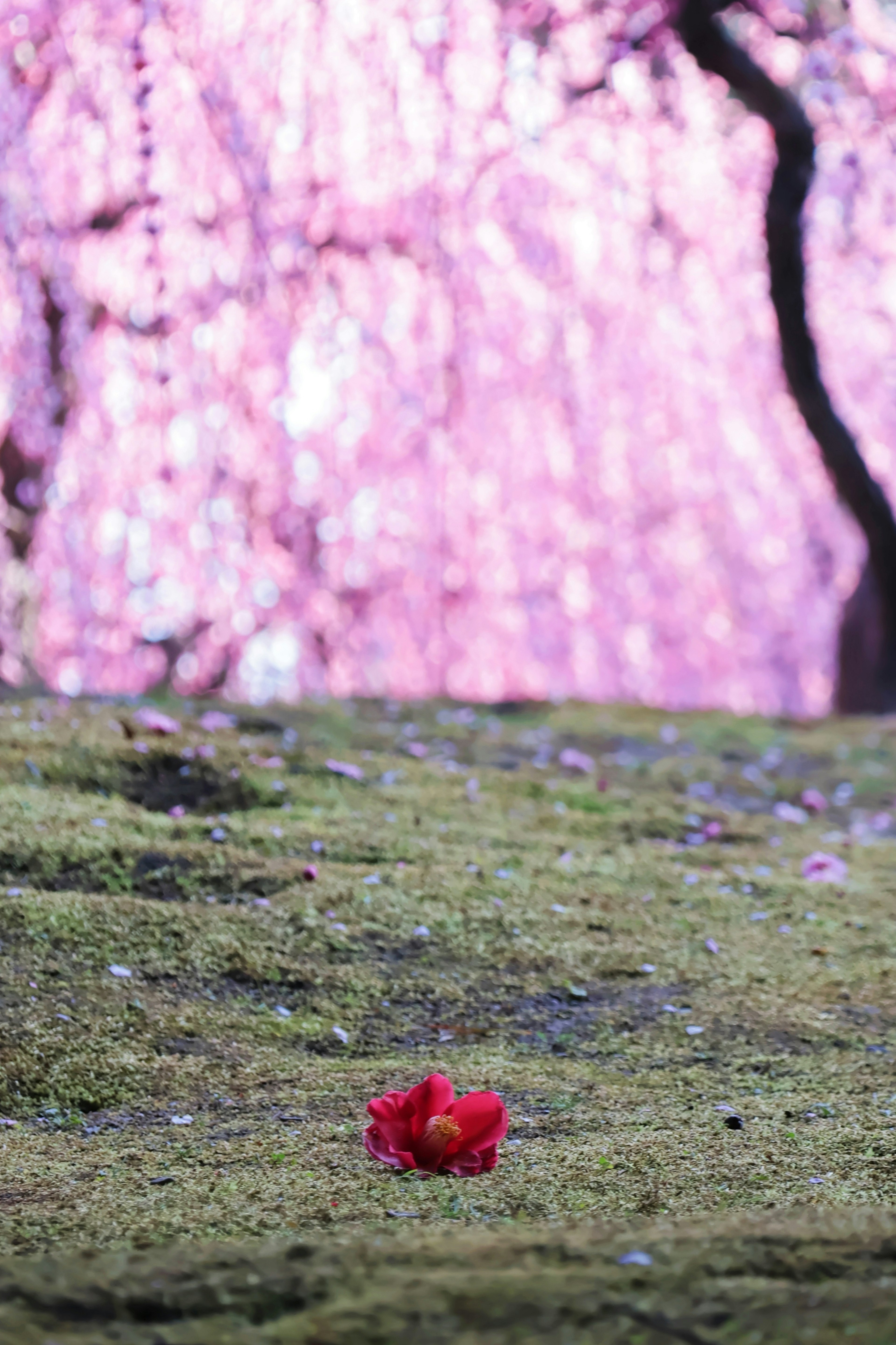 Red flower on green moss with pink trees in the background