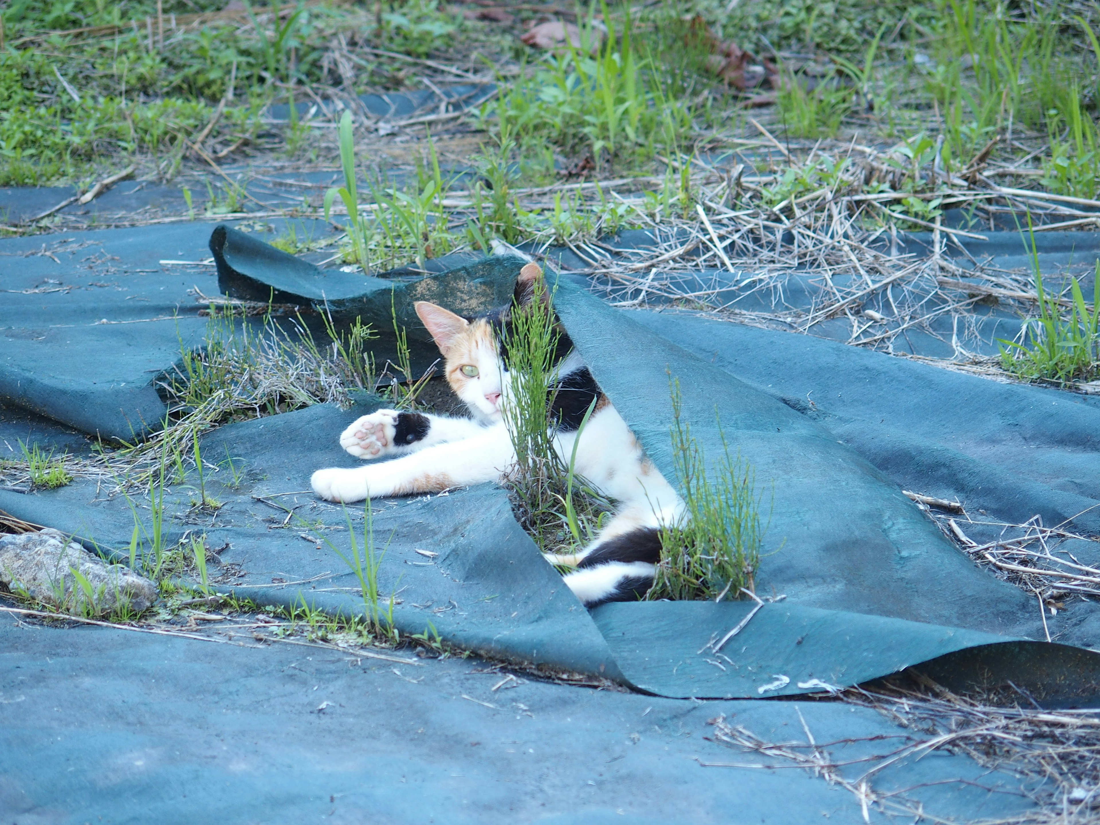 Un gato blanco y negro descansando entre la hierba sobre una lona azul