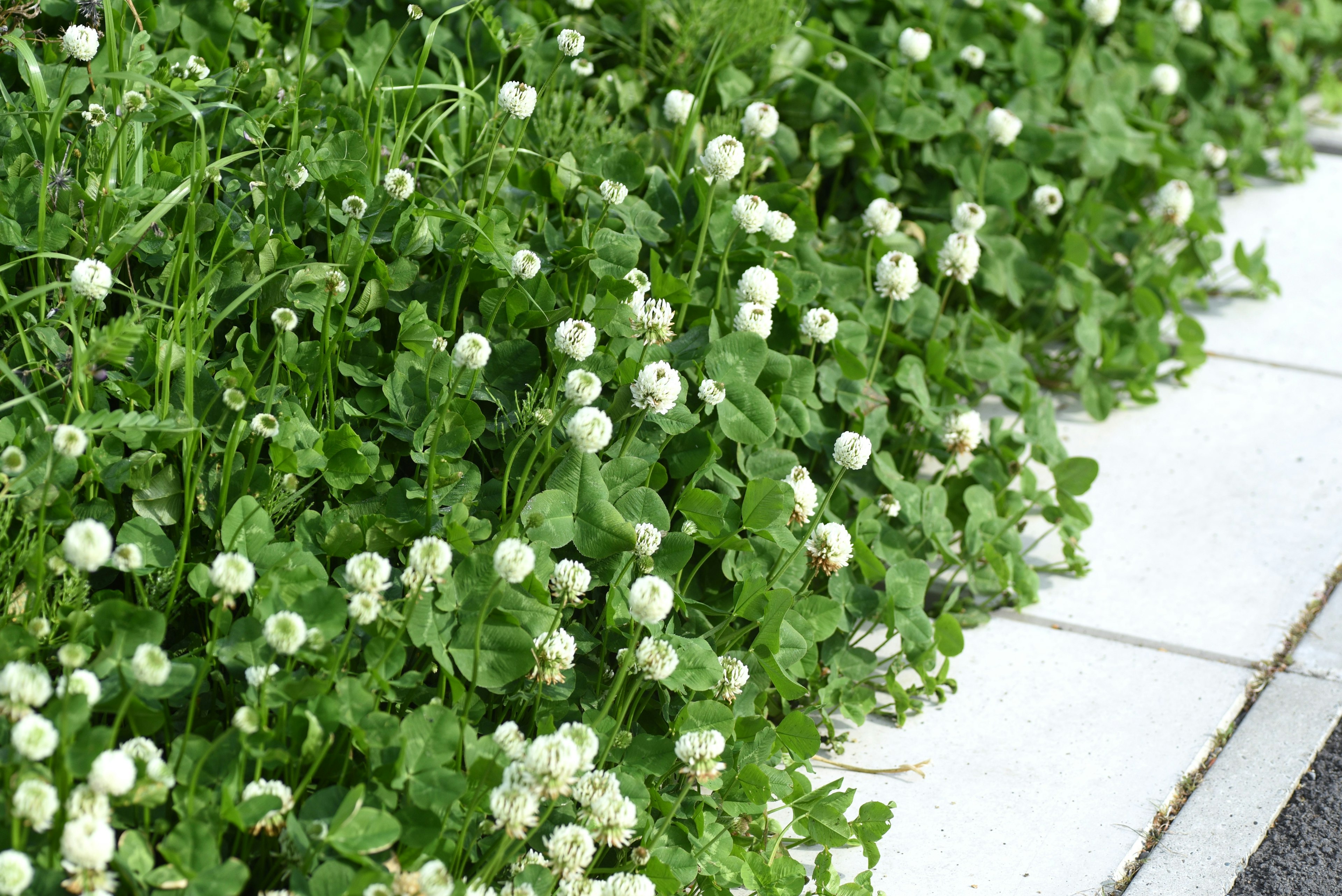 Herbe verte luxuriante avec de petites fleurs blanches