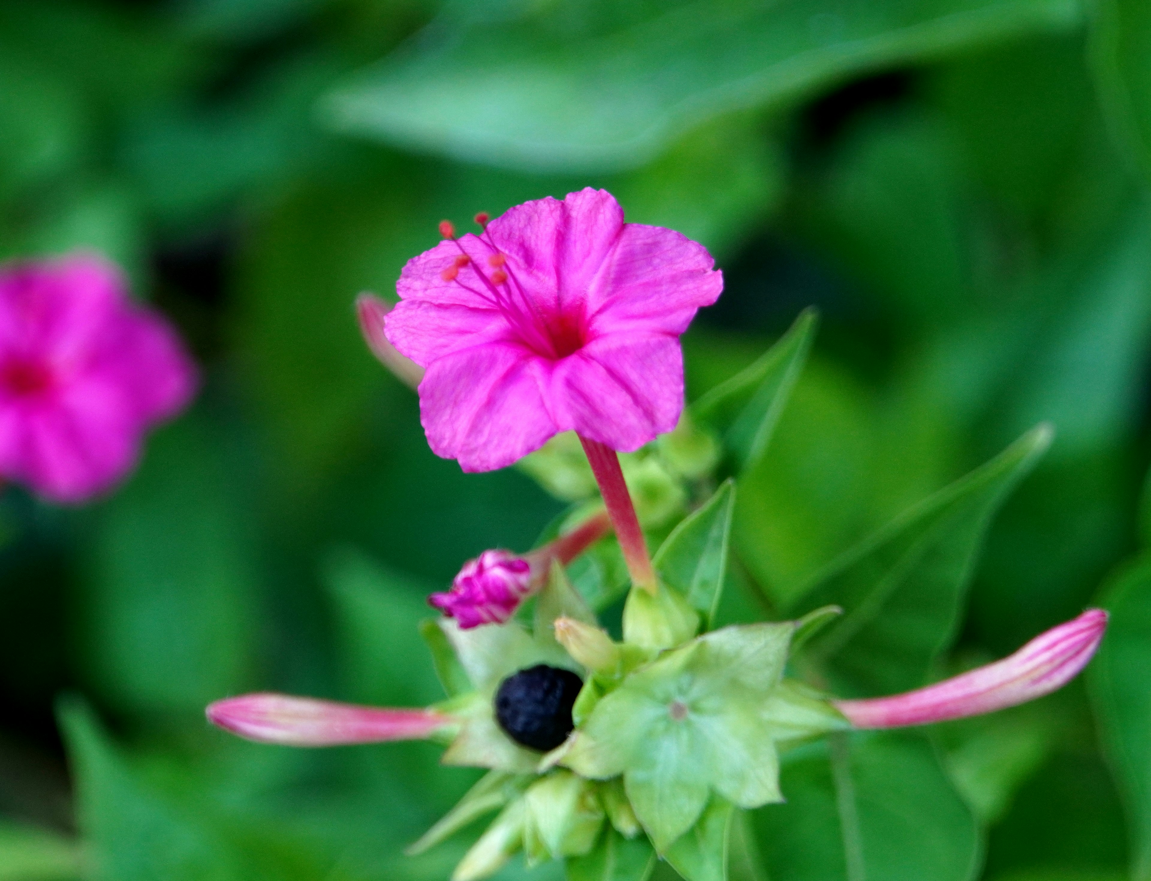 Vibrant pink flower with green leaves and a black bud