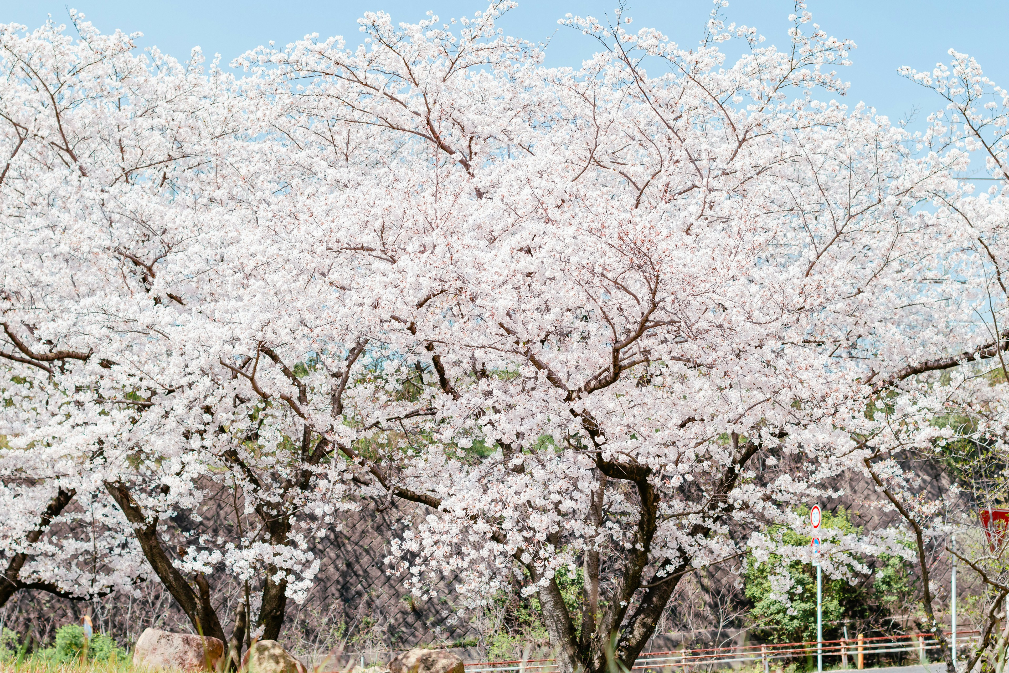 満開の桜の木が青空の下に広がる美しい風景