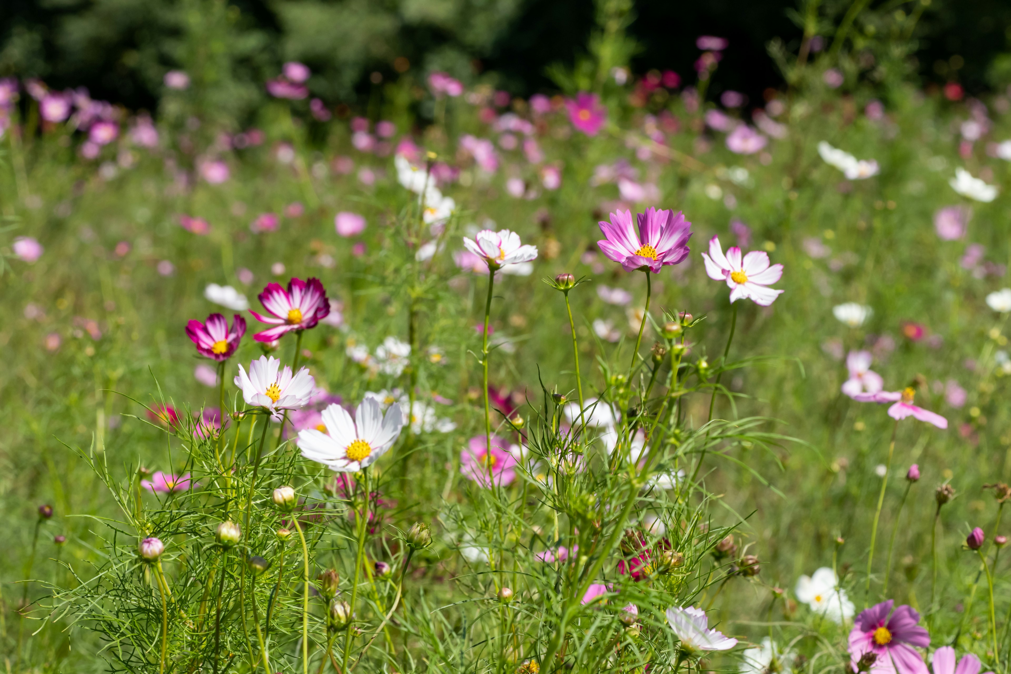 Un campo vibrante de flores de cosmos en plena floración