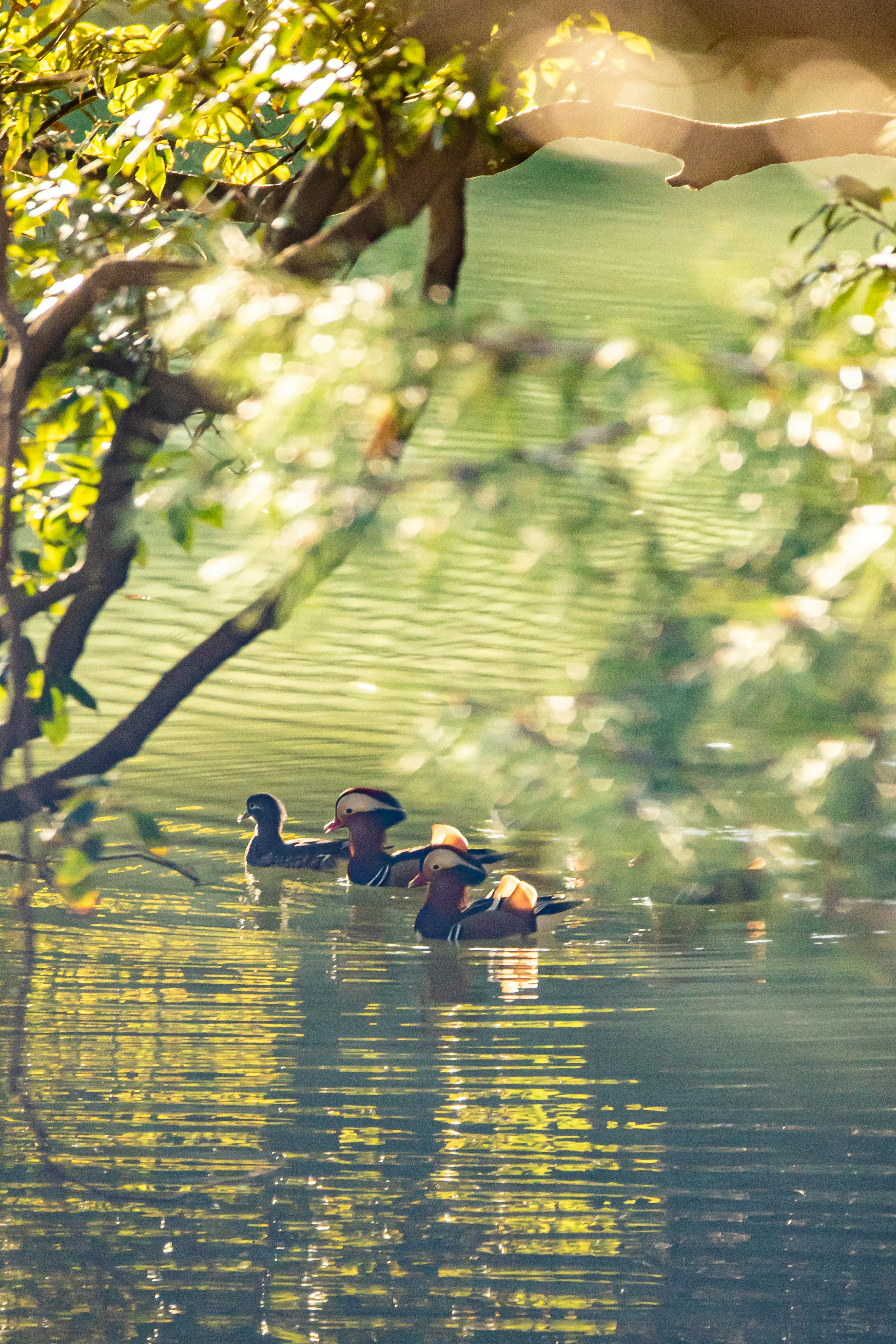 Patos flotando en el agua con hojas verdes al fondo