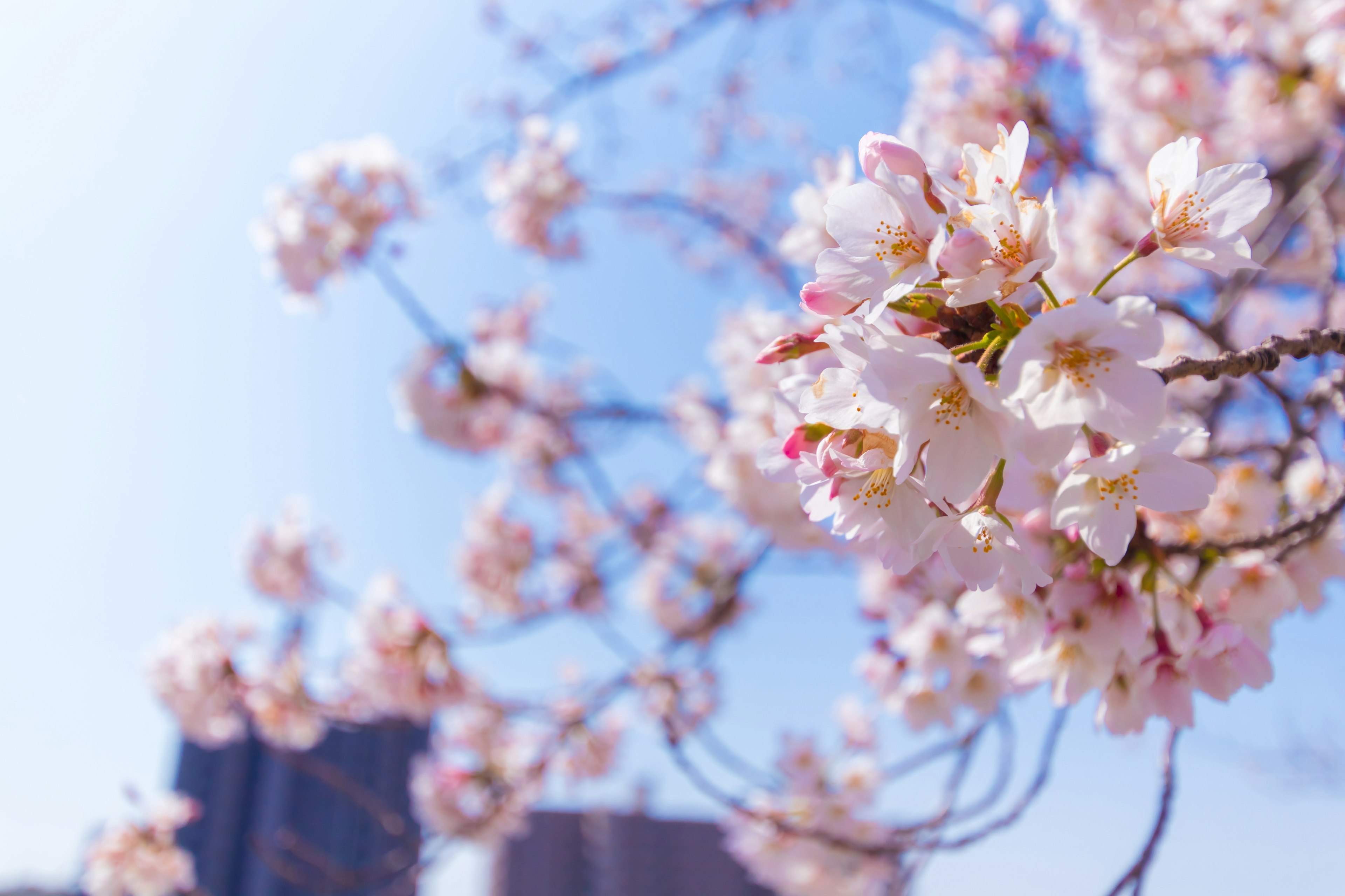 Bunga sakura mekar di cabang di bawah langit biru