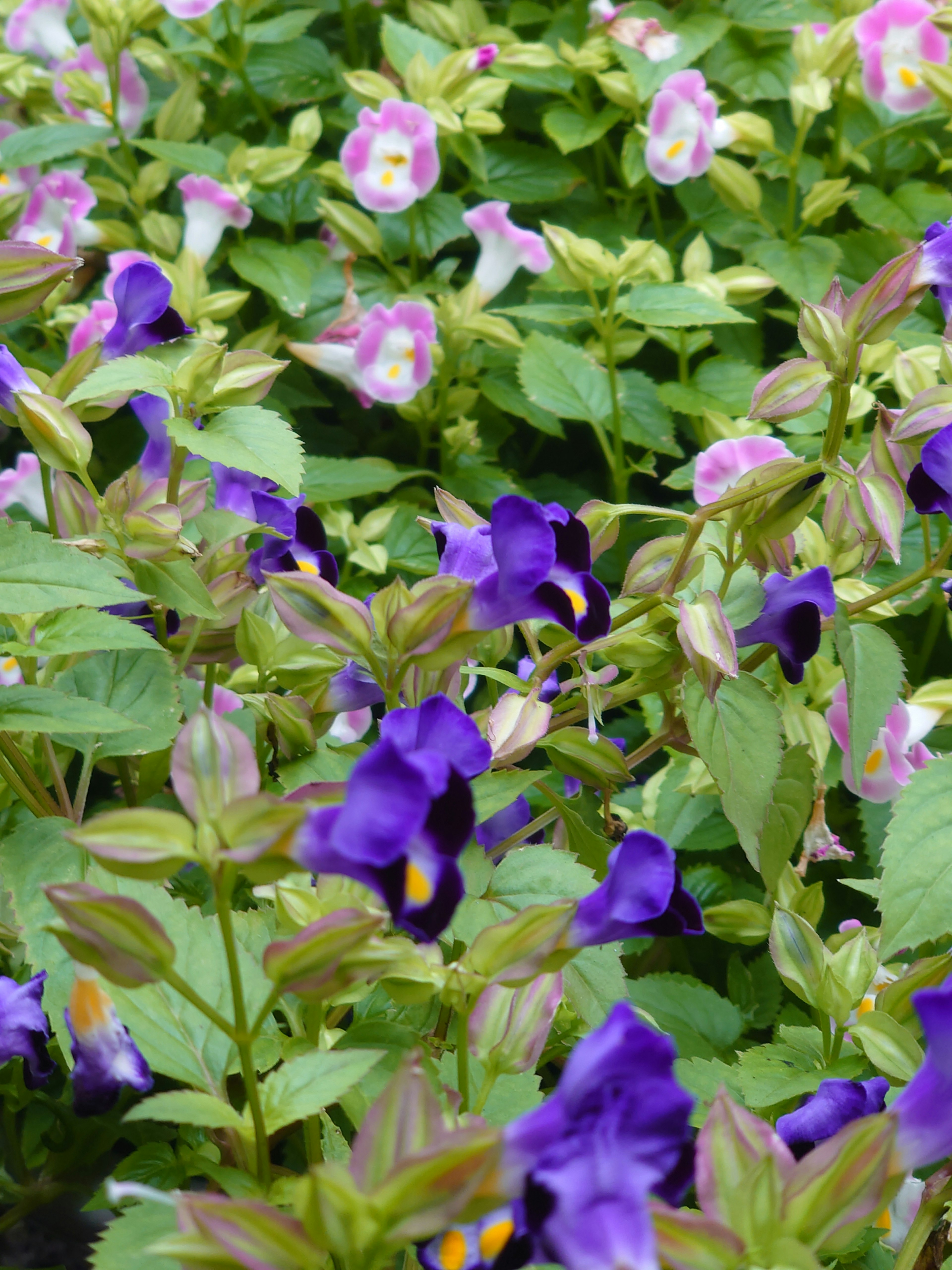 Un campo vibrante de flores moradas y rosas rodeado de hojas verdes exuberantes