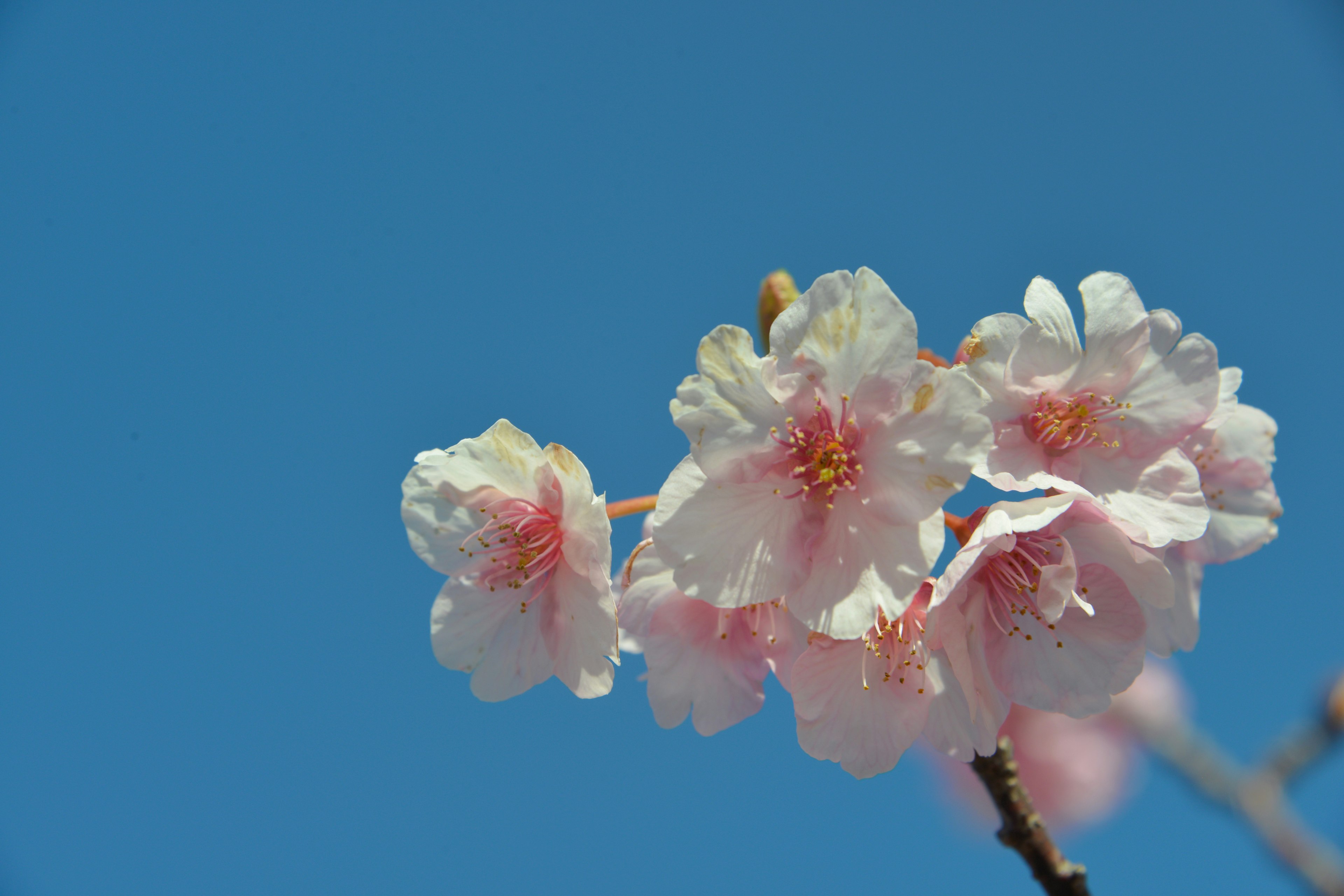 Bunga sakura berwarna merah muda terang di latar belakang langit biru cerah