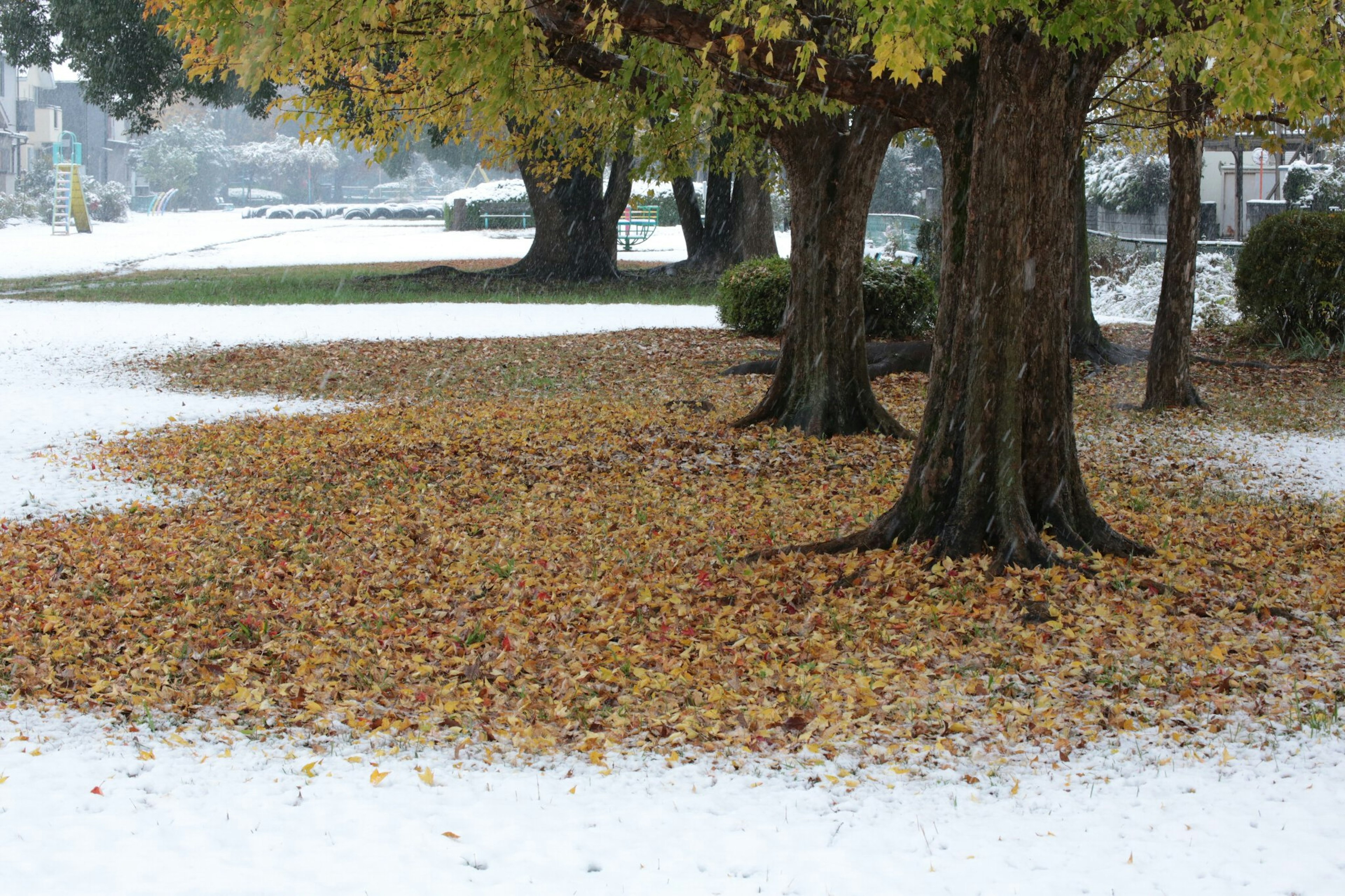 雪に覆われた地面に落ち葉が散らばる公園の風景