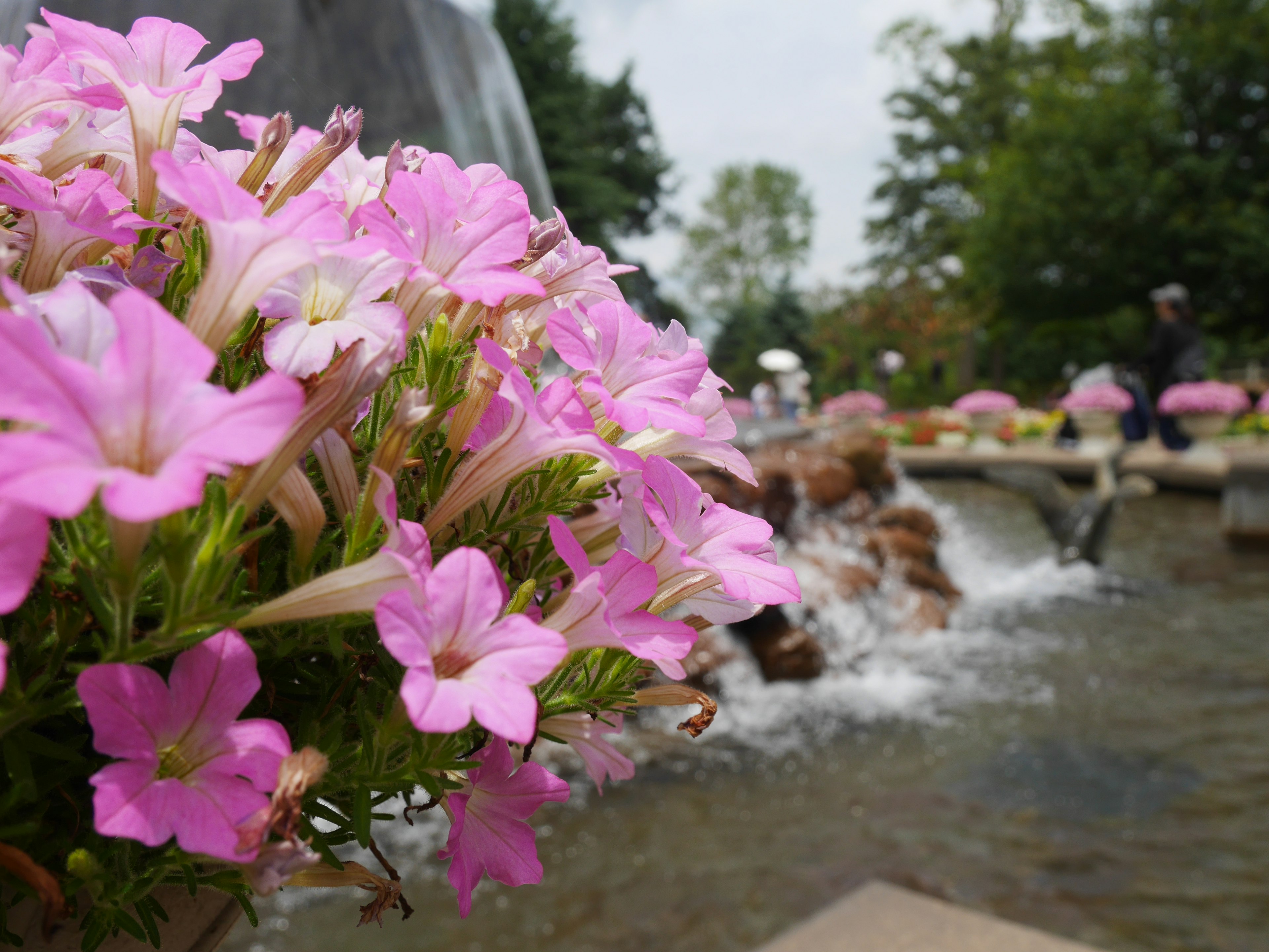 Fleurs roses au premier plan près d'une fontaine dans un parc