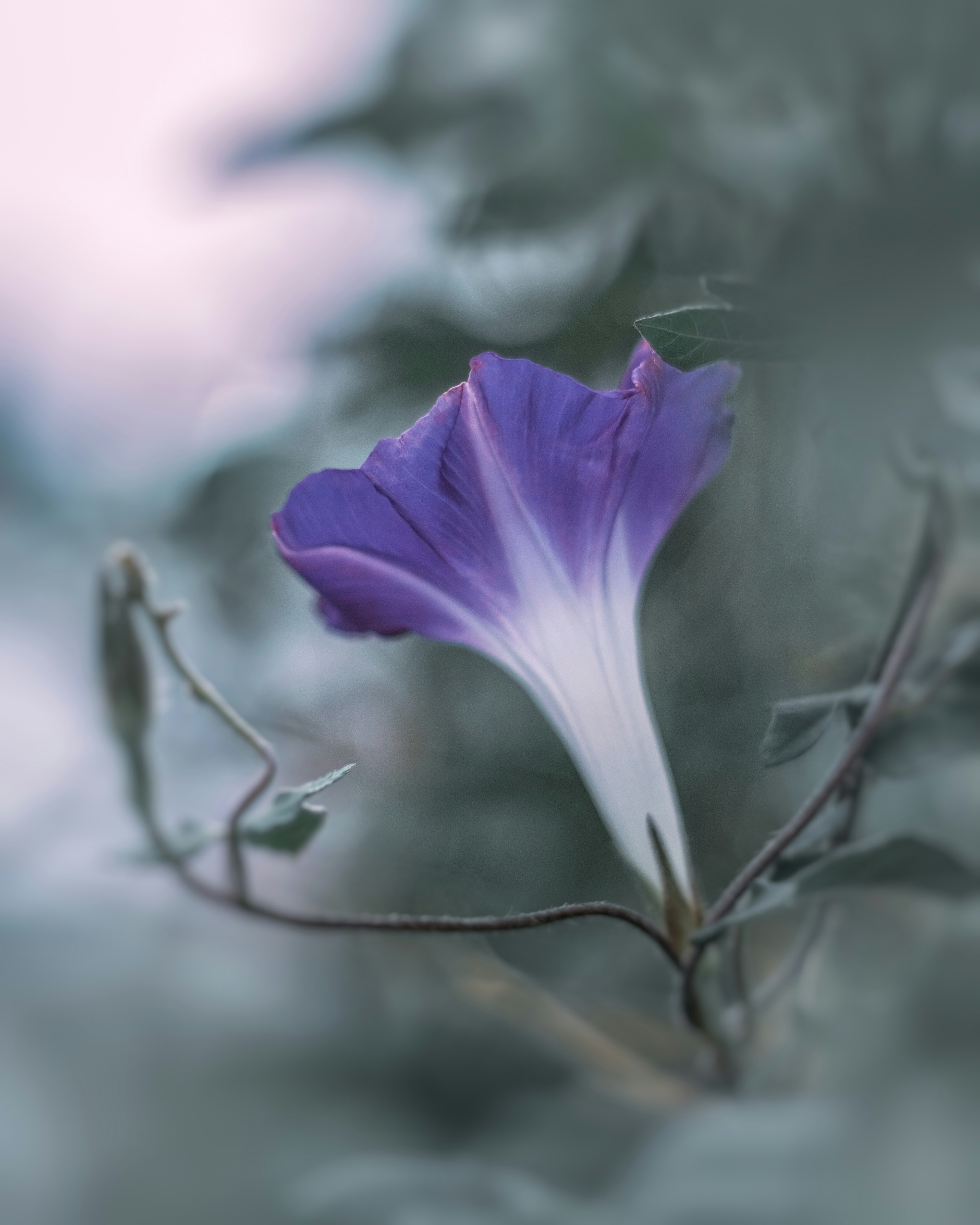 Primer plano de una flor morada con fondo borroso