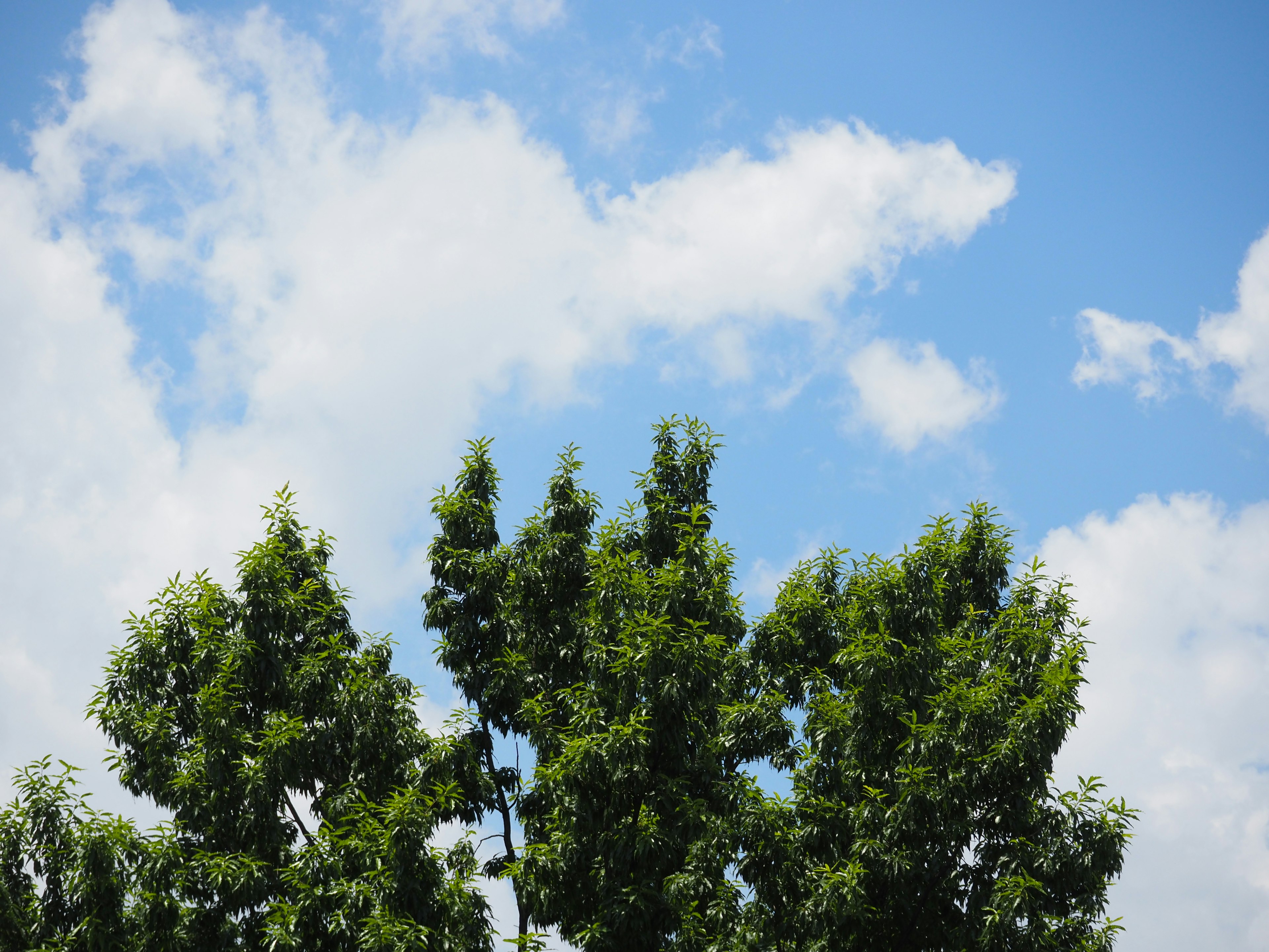 Des arbres verts sous un ciel bleu clair avec des nuages blancs moelleux