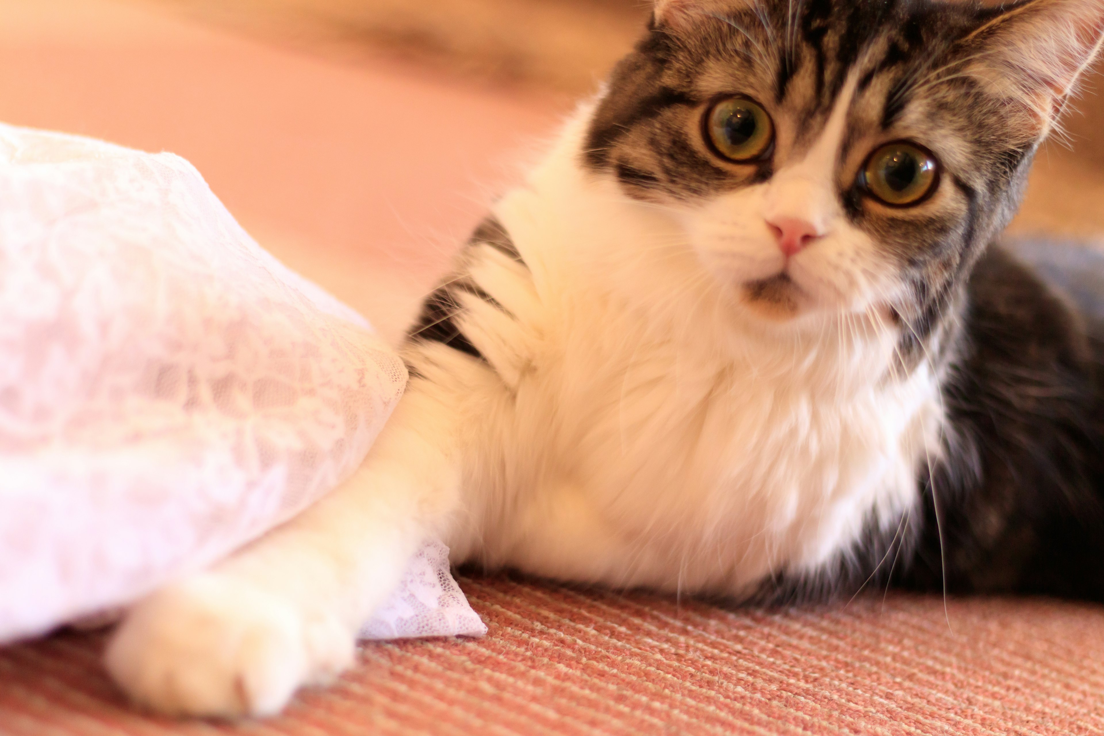 A cat with black and white fur lying on the floor showing a surprised expression