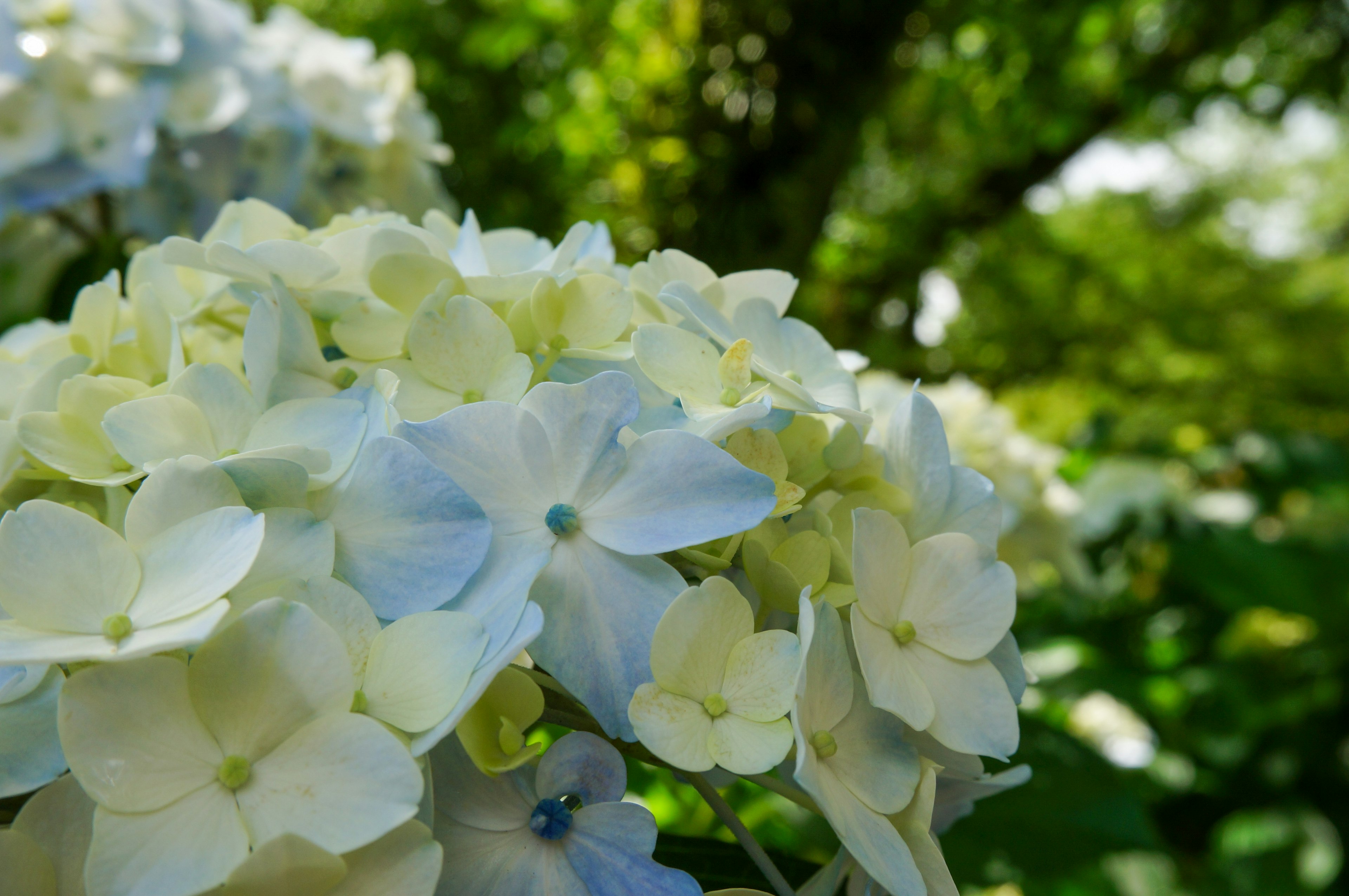 Acercamiento de flores de hortensia en azul pálido y blanco contra un fondo verde